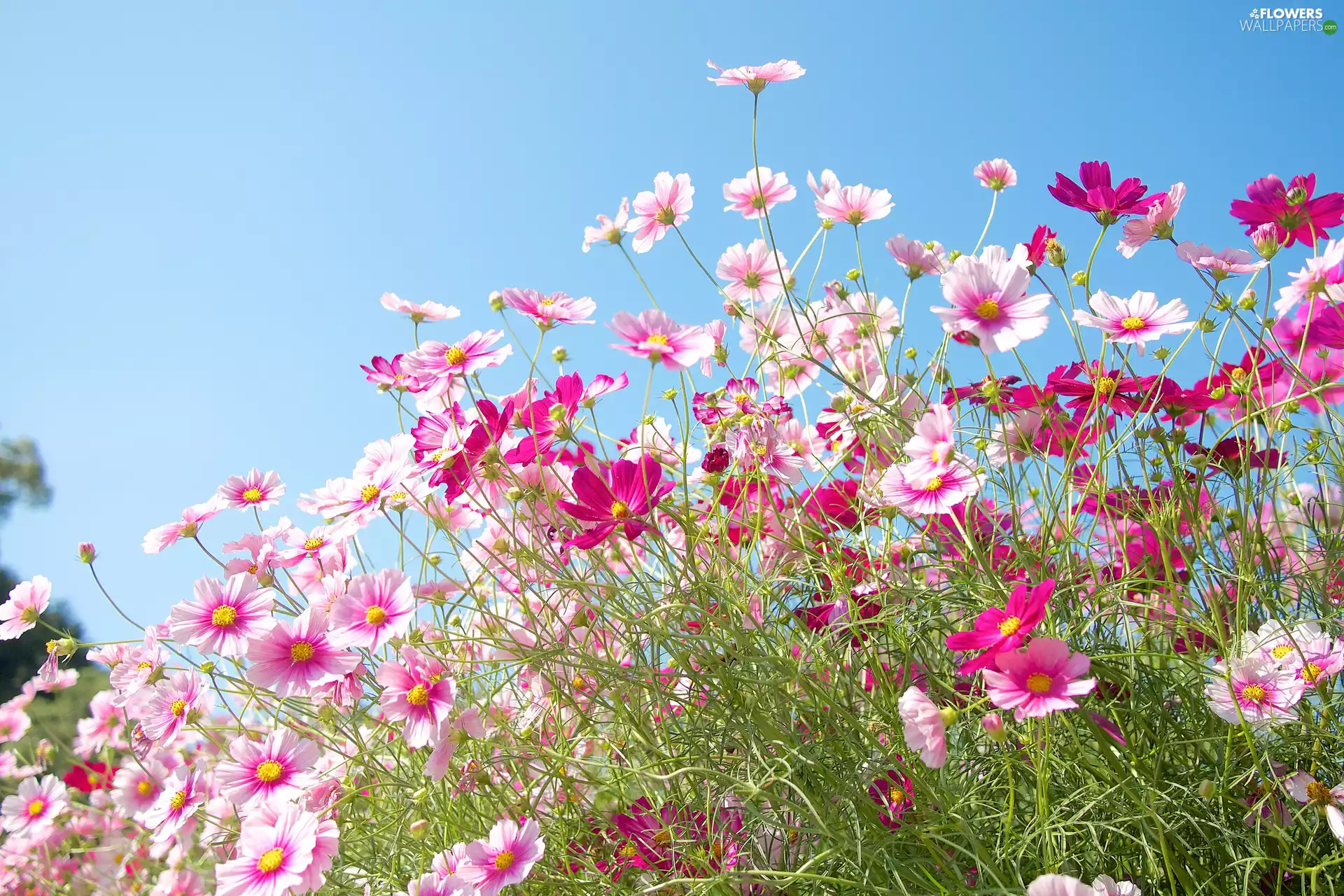 Sky, Flowers, Cosmos