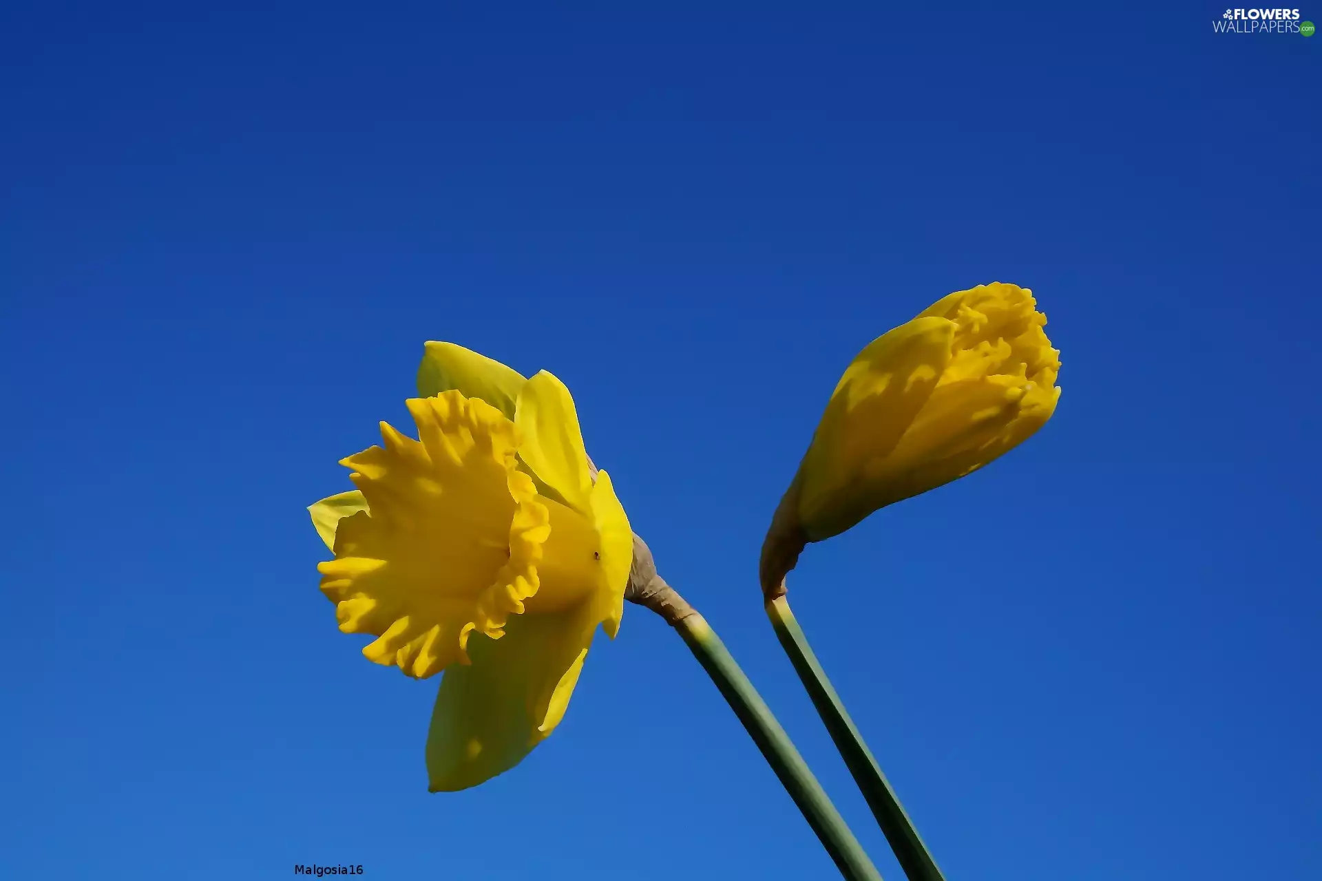 Sky, Flowers, Daffodils