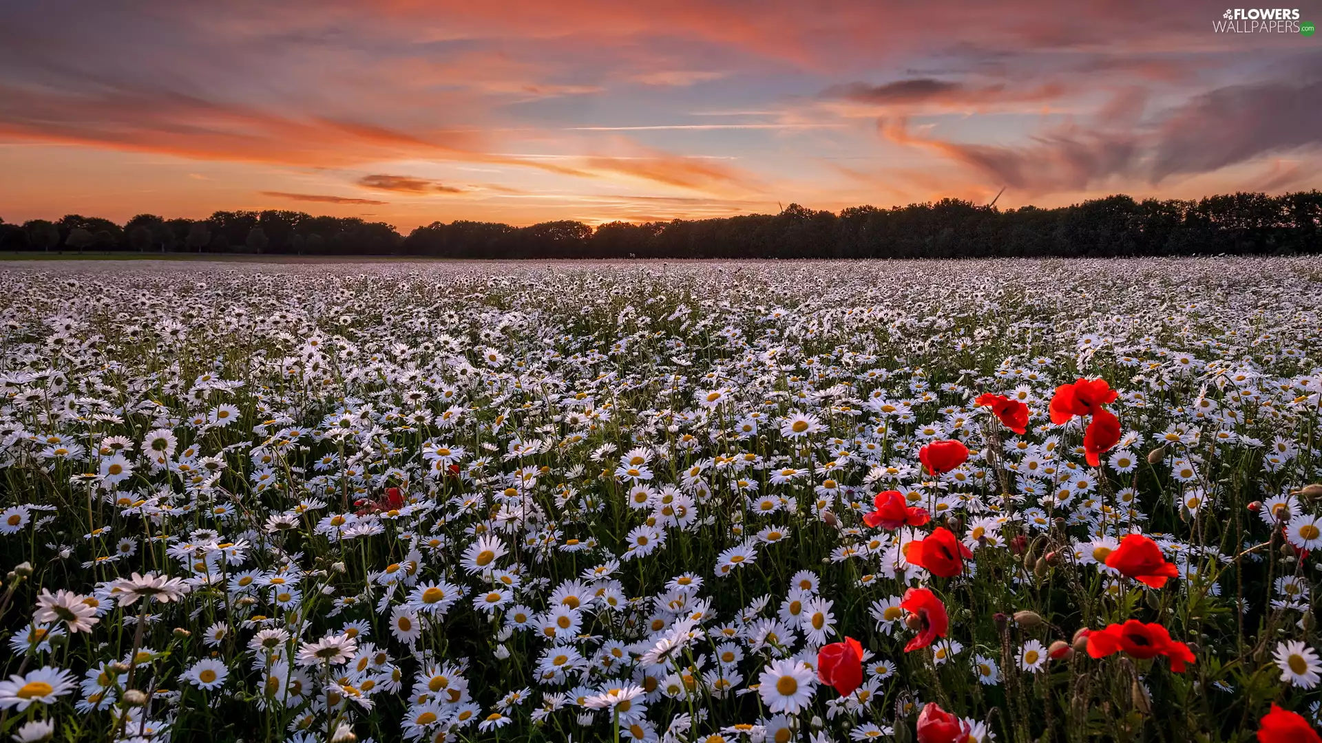 Pinkish, Sky, daisy, papavers, Meadow