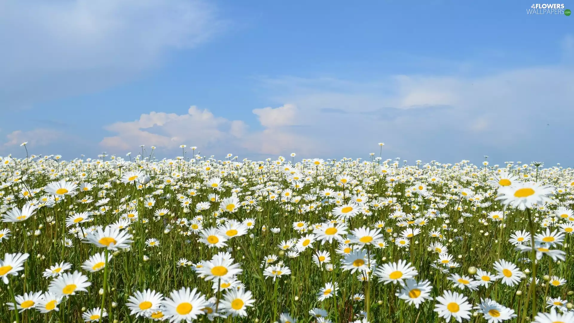 Sky, Meadow, daisy