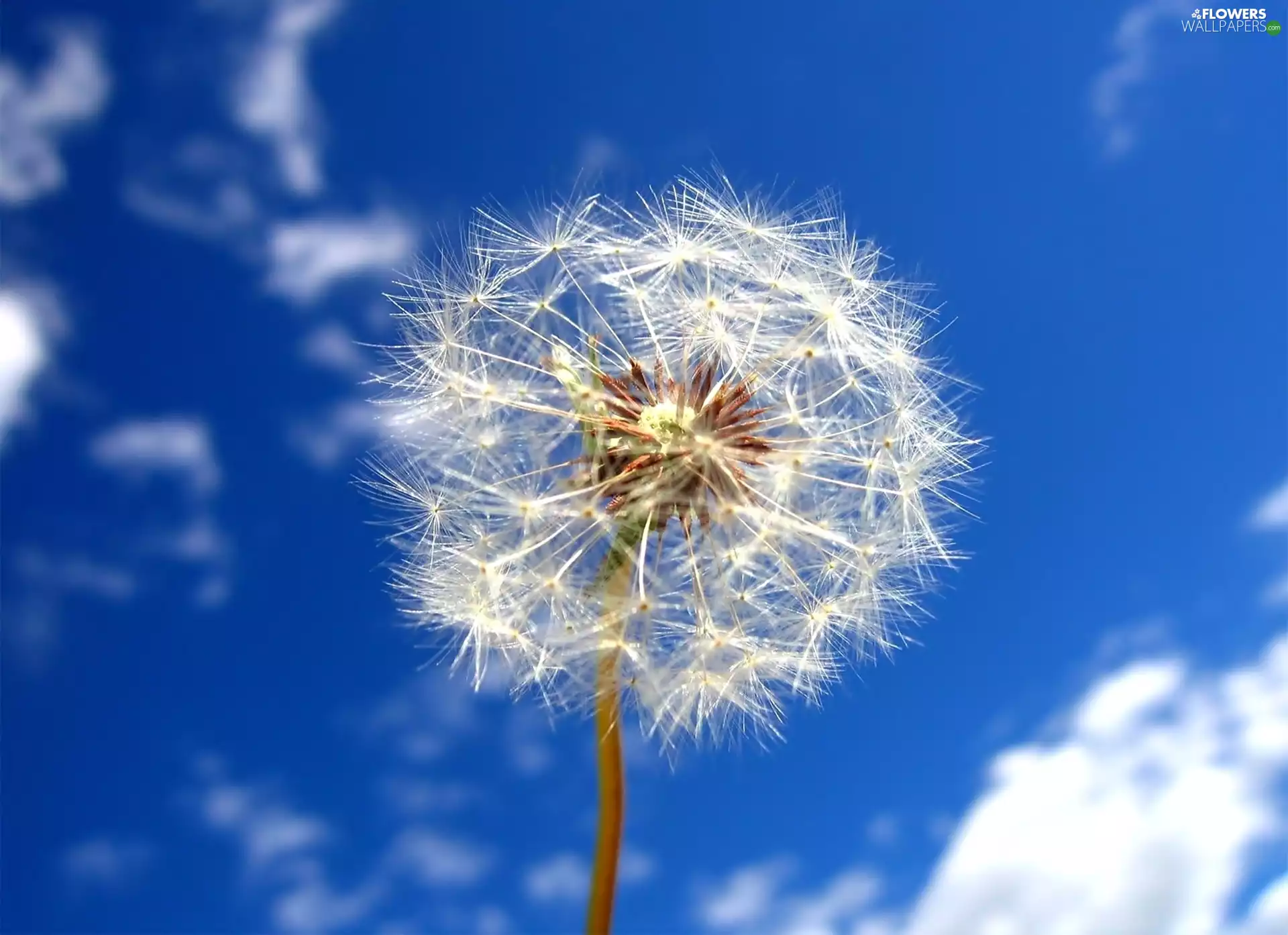 Sky, White, dandelion