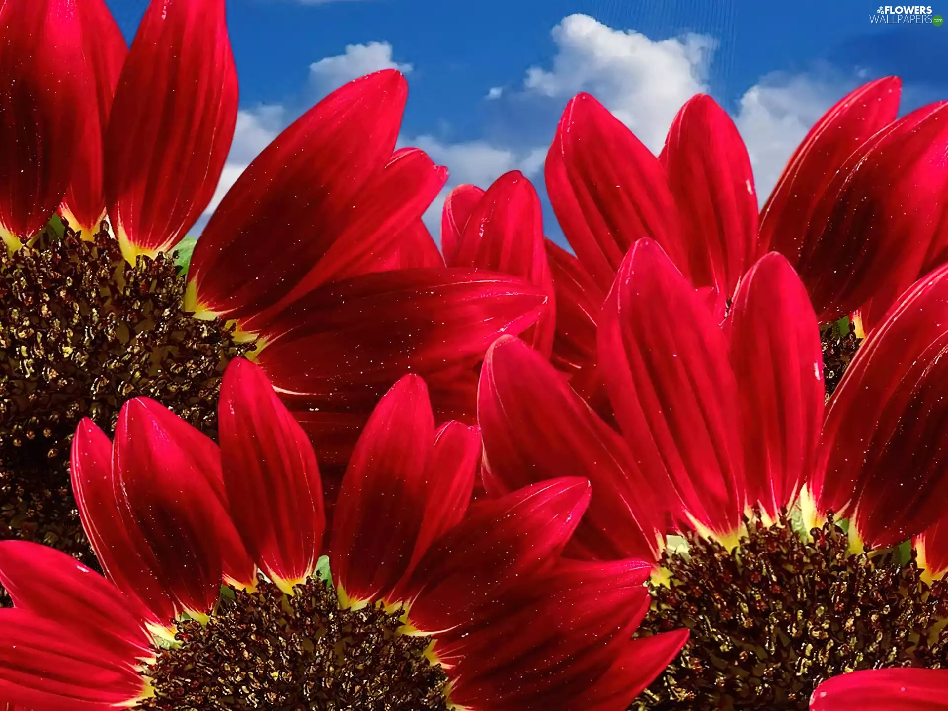 Red, Sky, flakes, Nice sunflowers