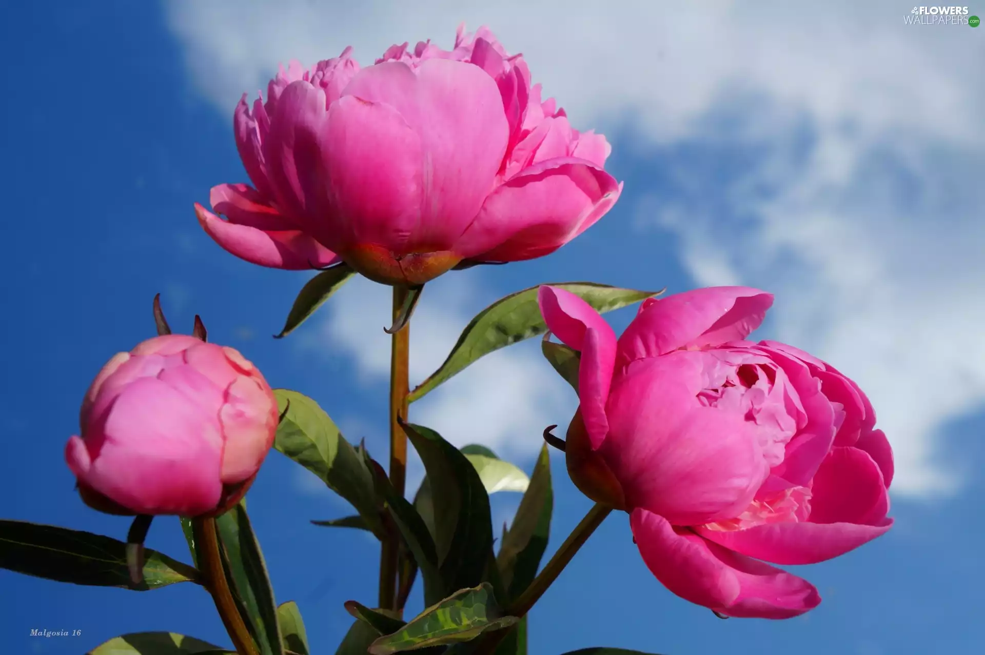 Flowers, Peonies, Sky, bouquet
