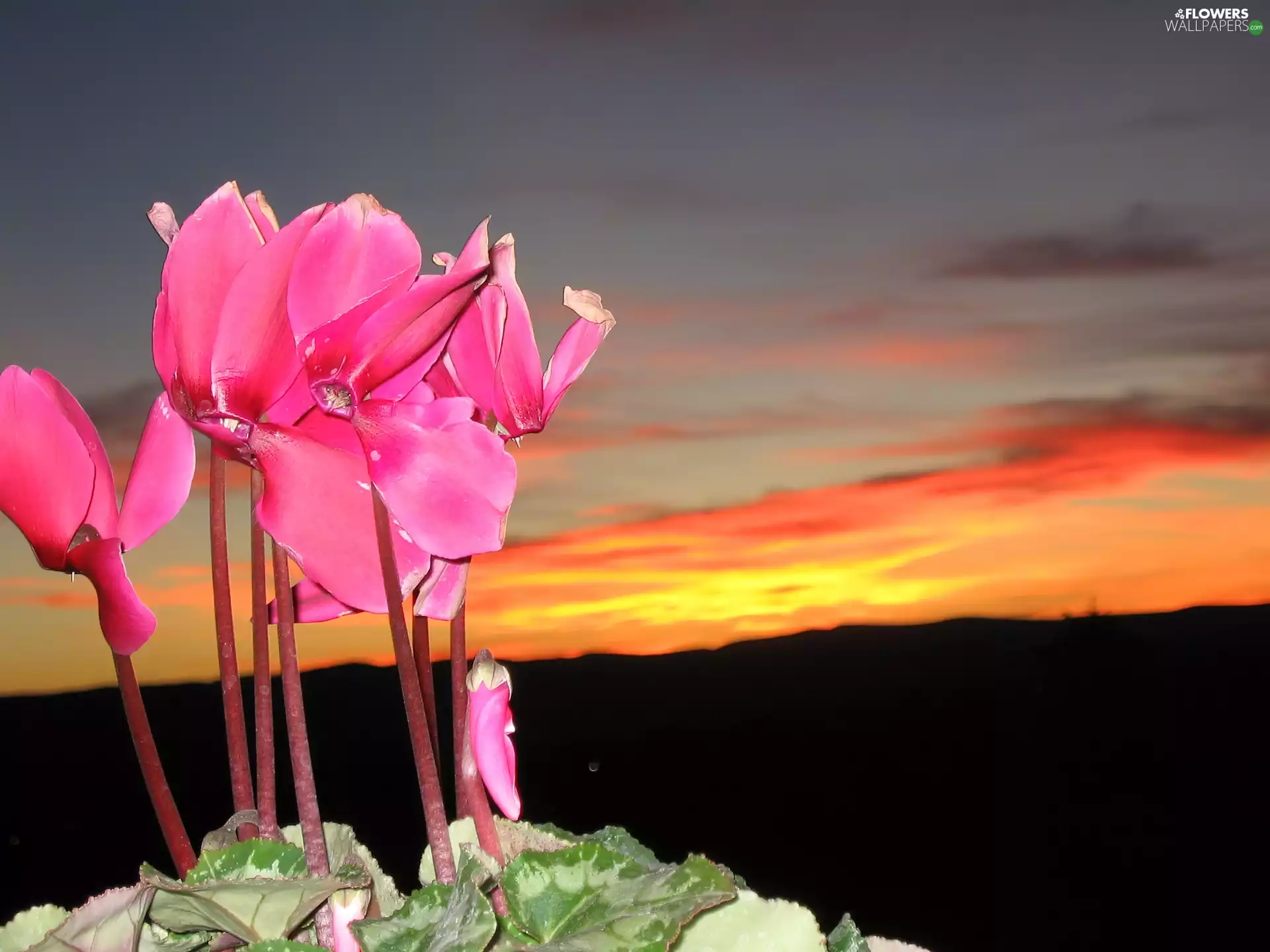 Sky, Cyclamen, west, sun, Flowers