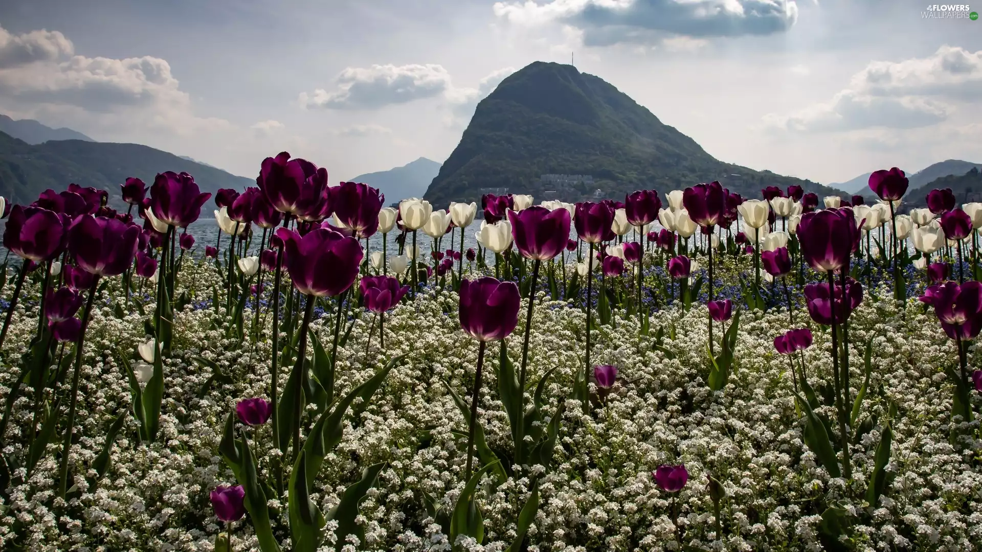 Mountains, Sky, Flowers, Ocean, Tulips