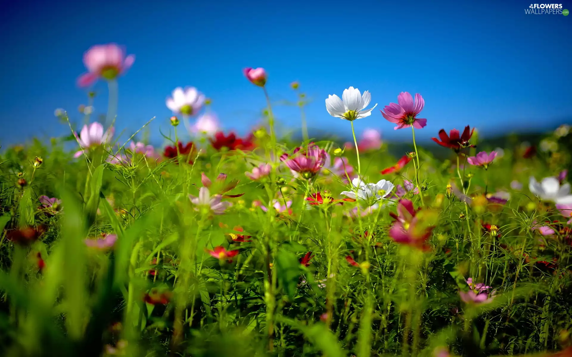Sky, Wildflowers, Flowers
