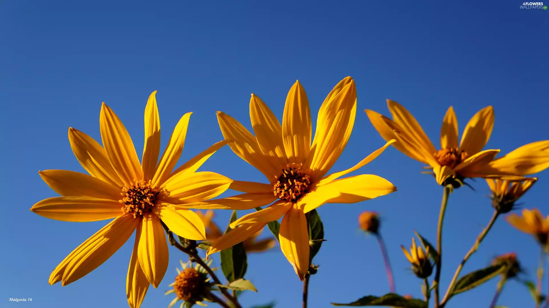 decorated, Sky, Flowers, Sunflower, Yellow