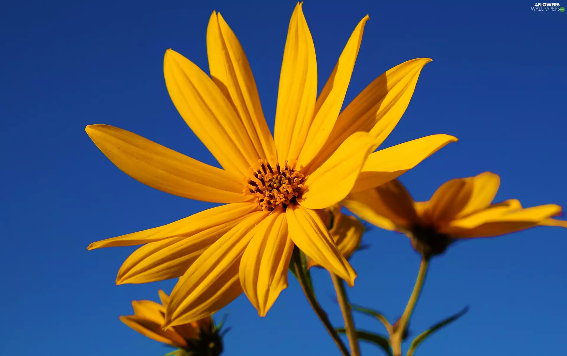 decorated, Sky, Flowers, Sunflower, Yellow