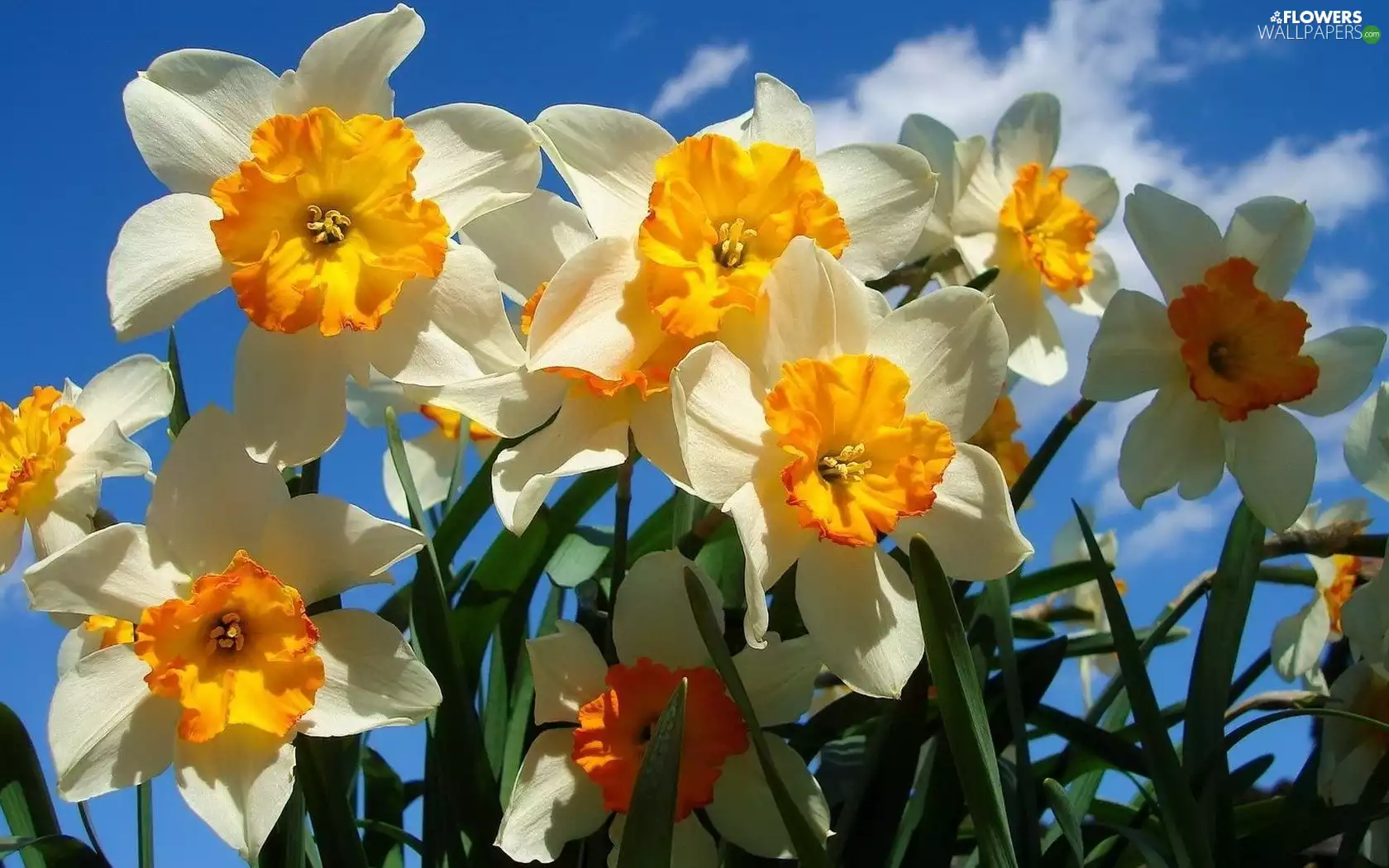 Sky, narcissus, Garden