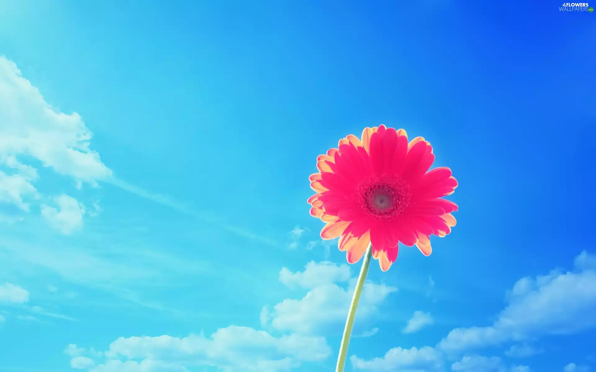 Gerbera, Sky