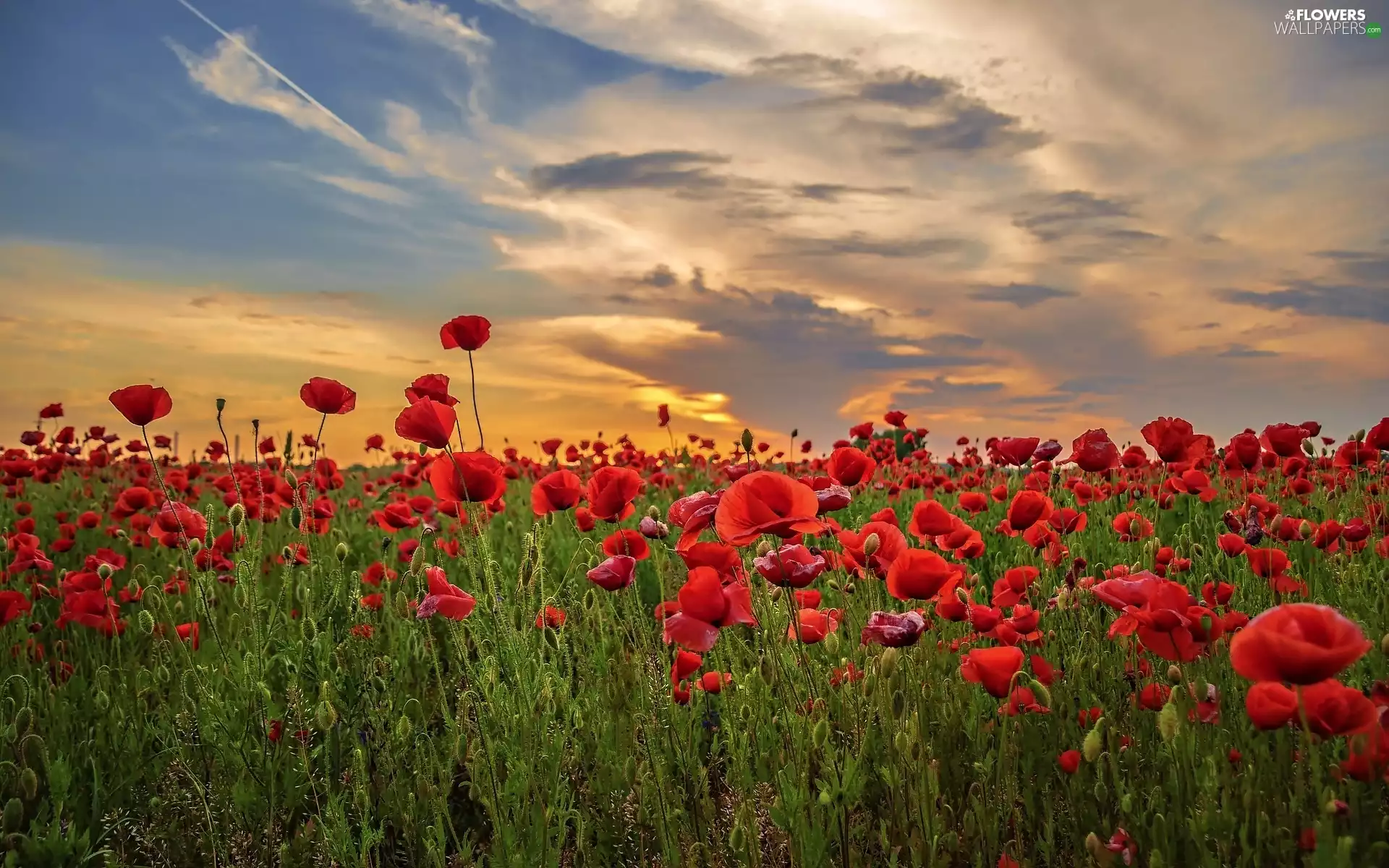 Field, Sky, Great Sunsets, papavers