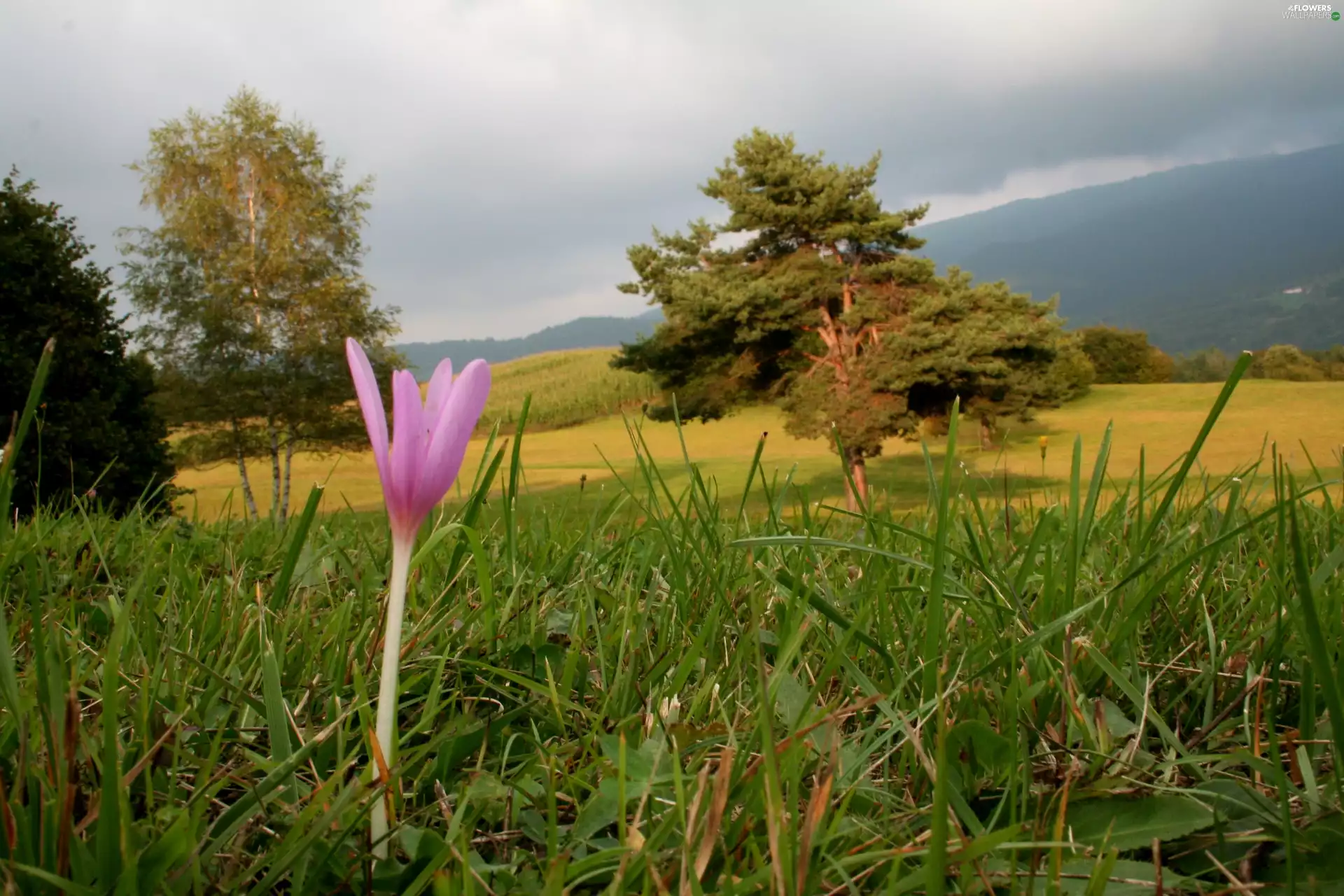grass, colchicum, viewes, Sky, trees, Green