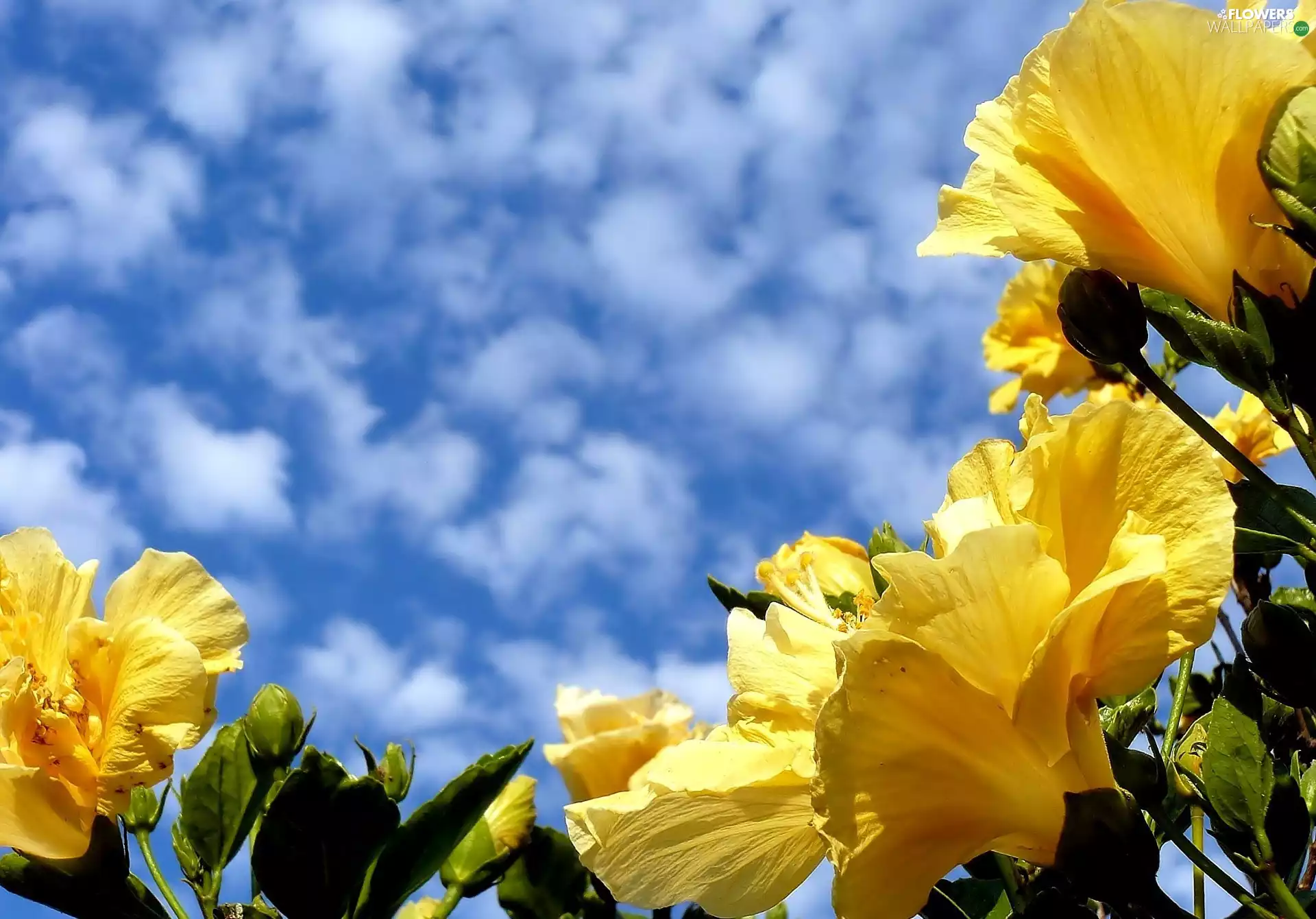 Sky, Yellow, hibiskus