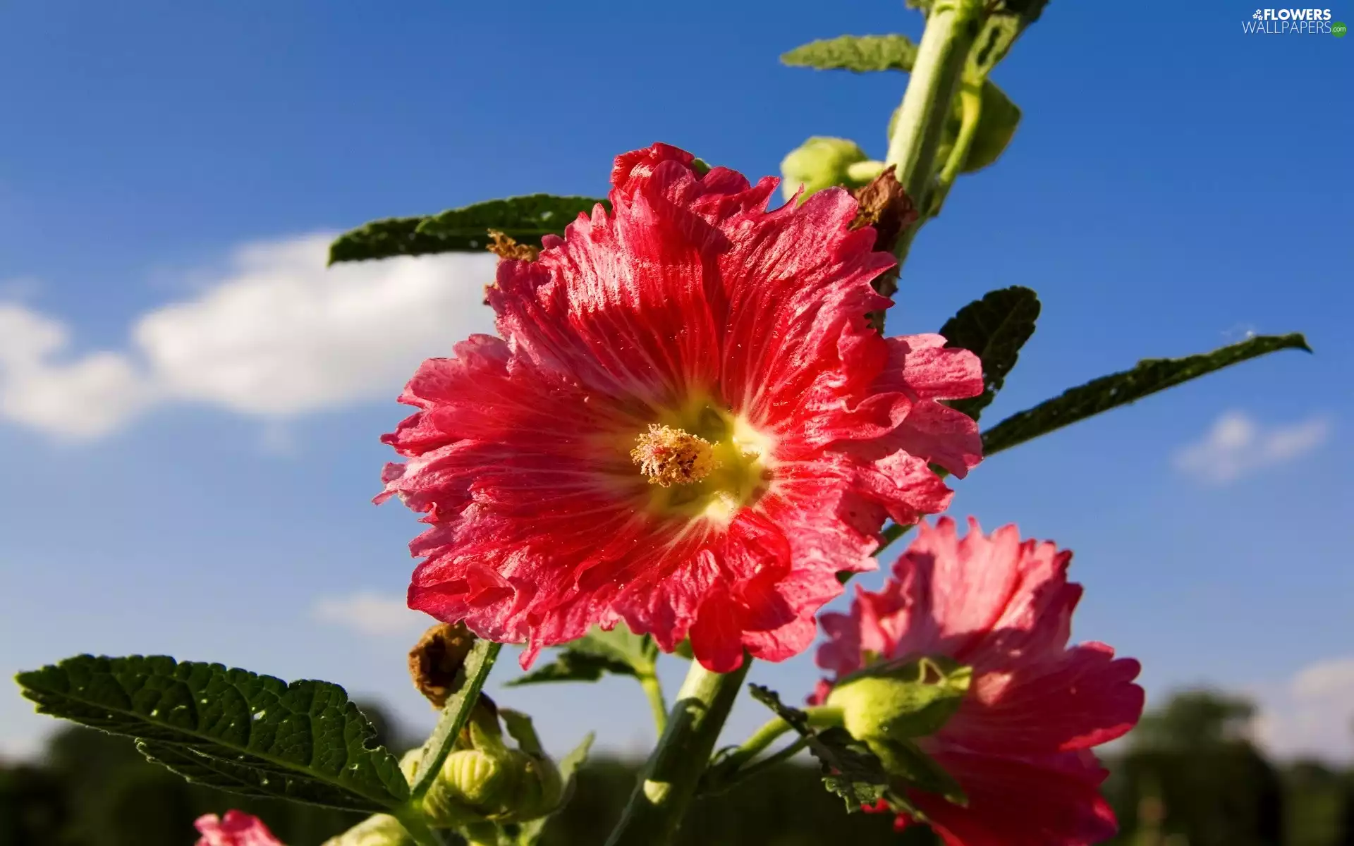 Sky, Flowers, Hollyhocks