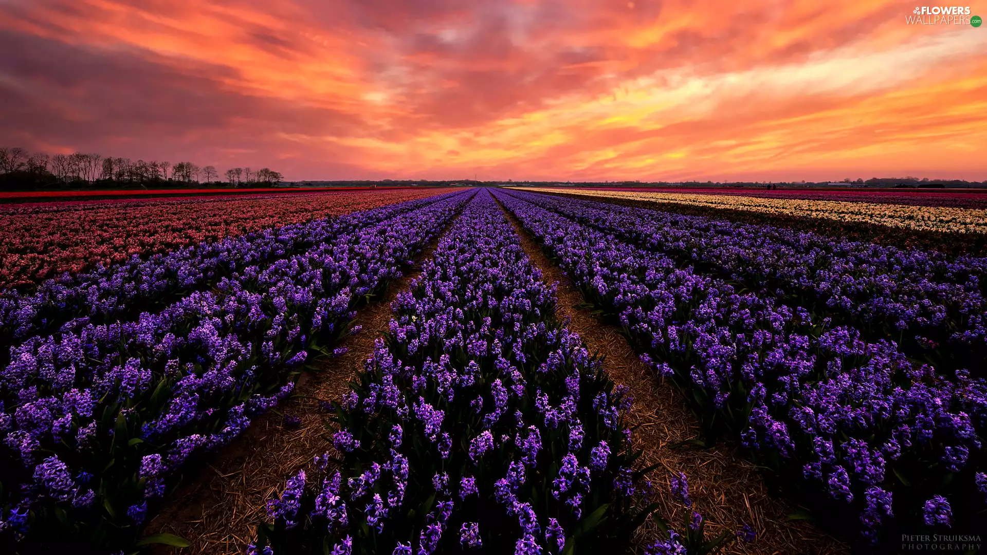 color, Sky, Hyacinths, Sunrise, Field