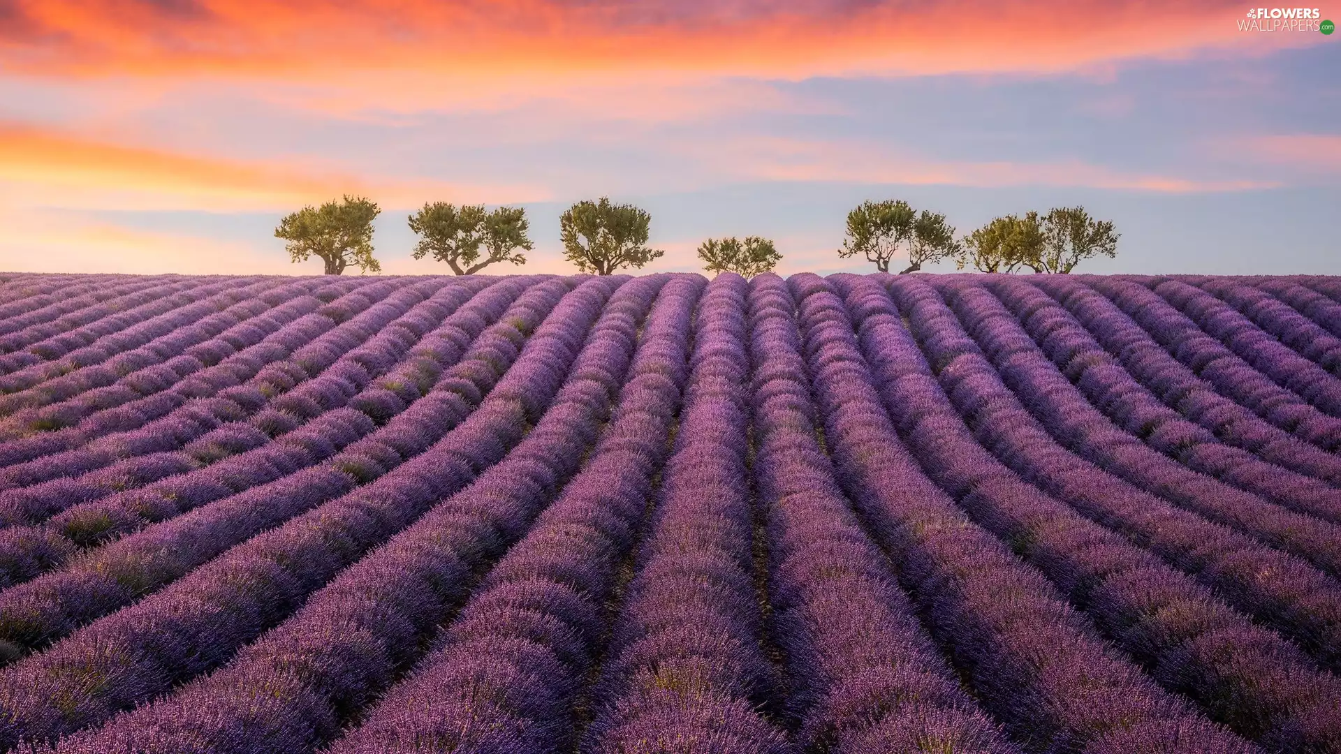 trees, Field, color, Sky, viewes, lavender