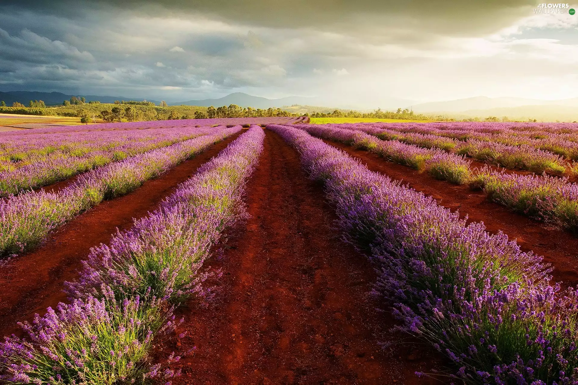 Sky, Field, lavender