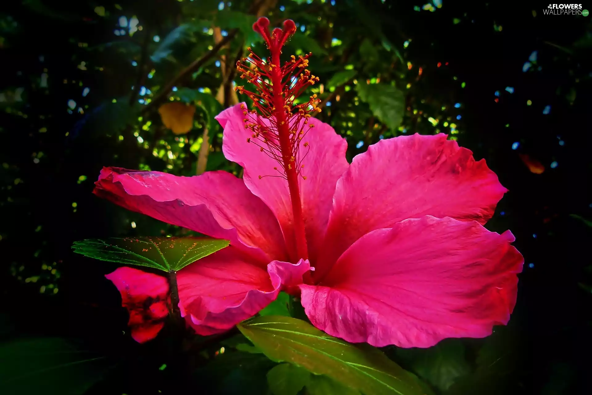 light breaking through sky, hibiskus, Leaf