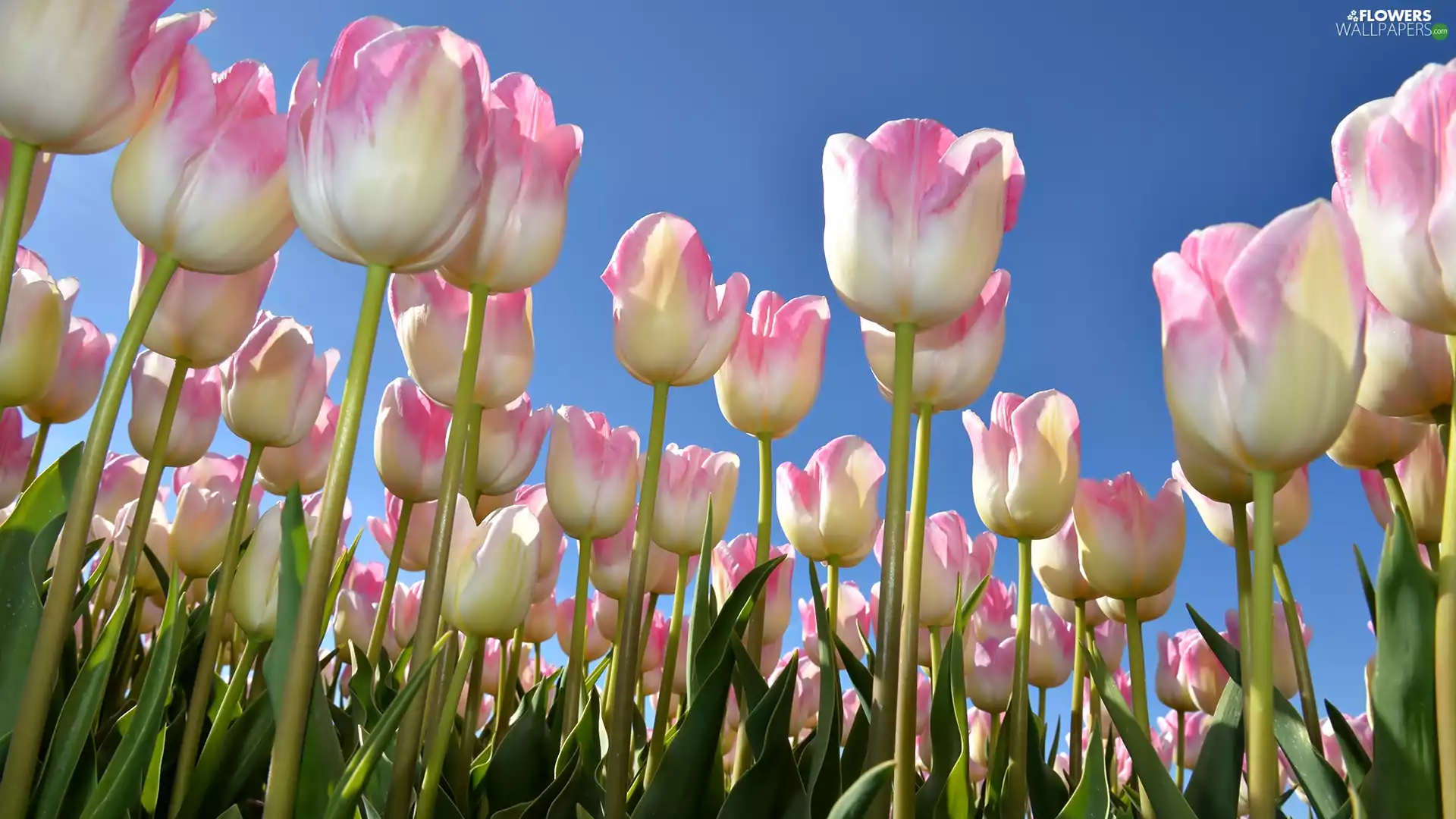 Sky, Tulips, leaves