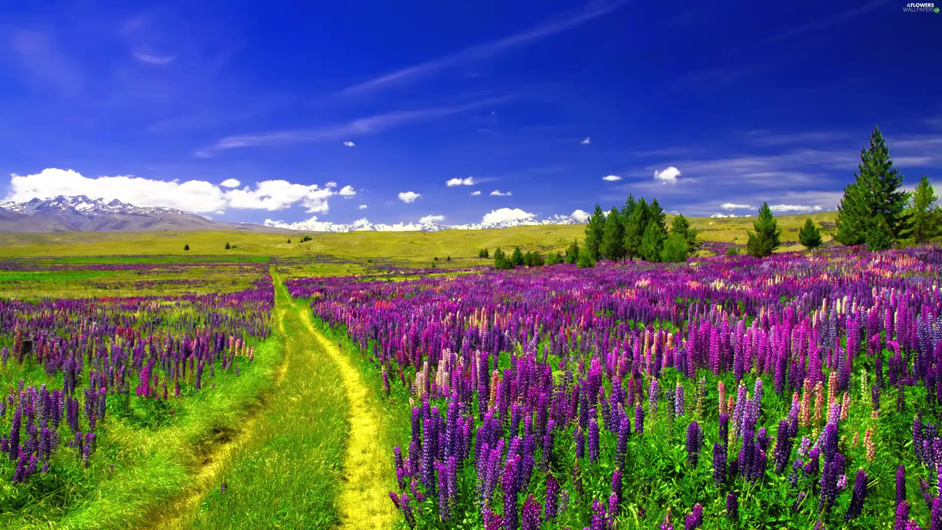 Way, Field, viewes, Sky, trees, lupine