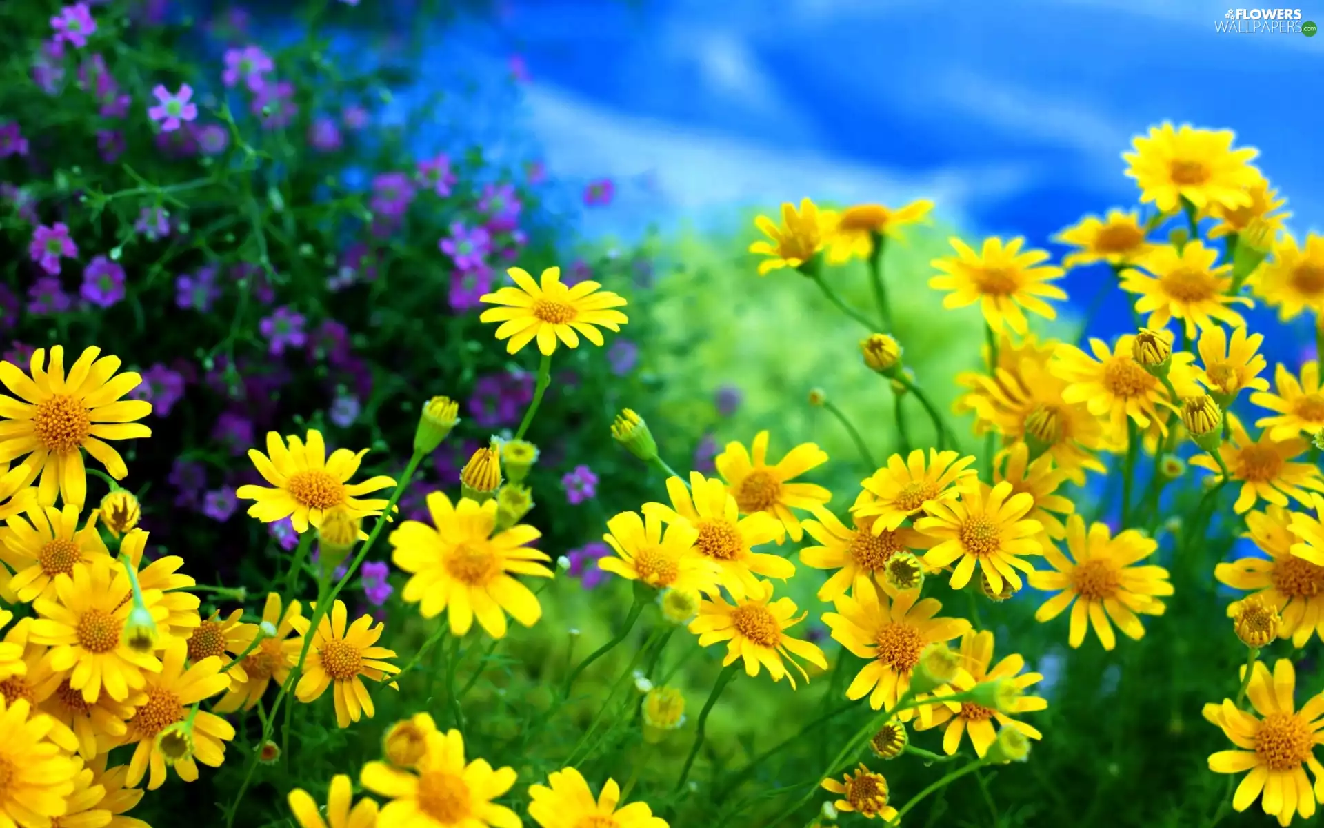 Sky, daisy, Meadow