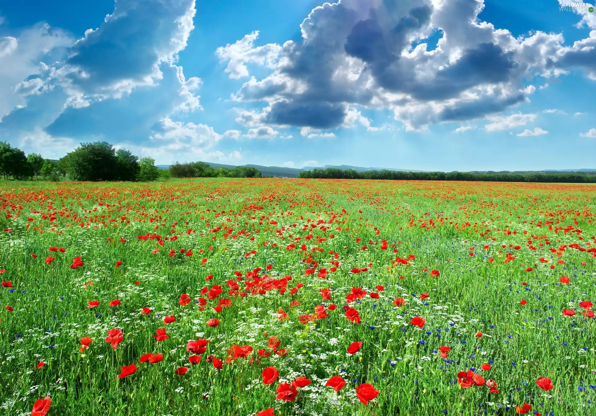 Sky, papavers, Meadow
