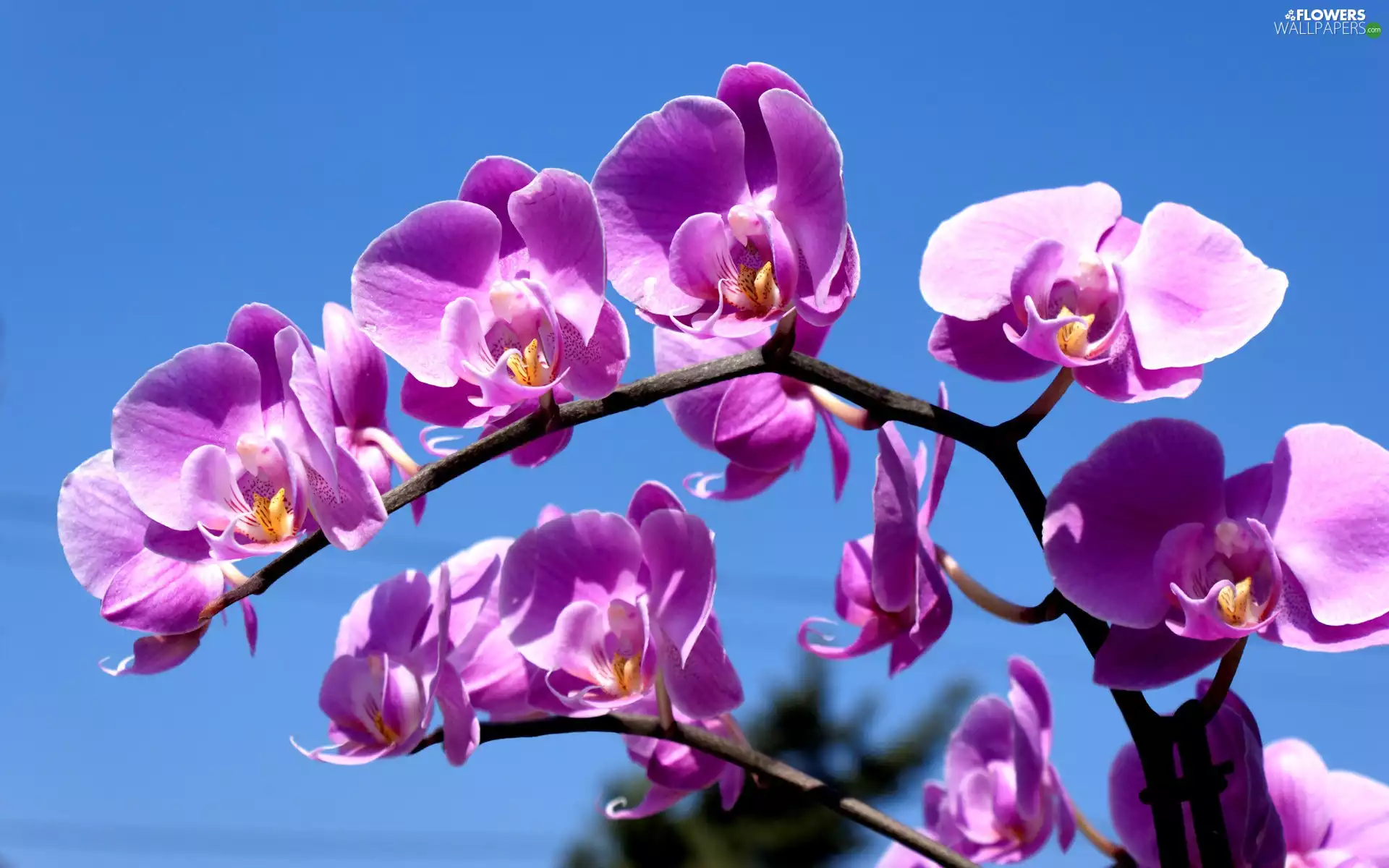 Sky, purple, orchids
