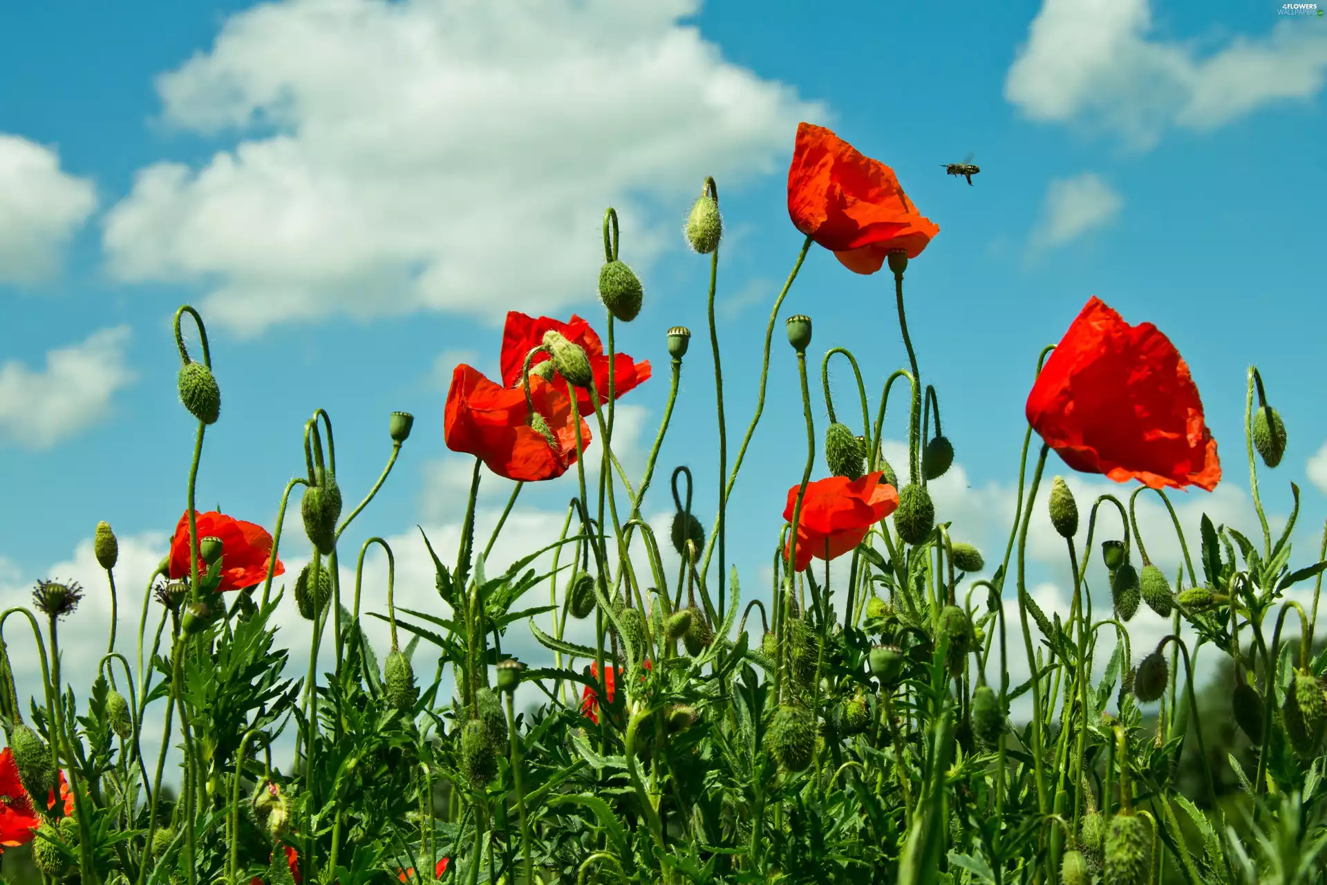 Sky, Red, papavers