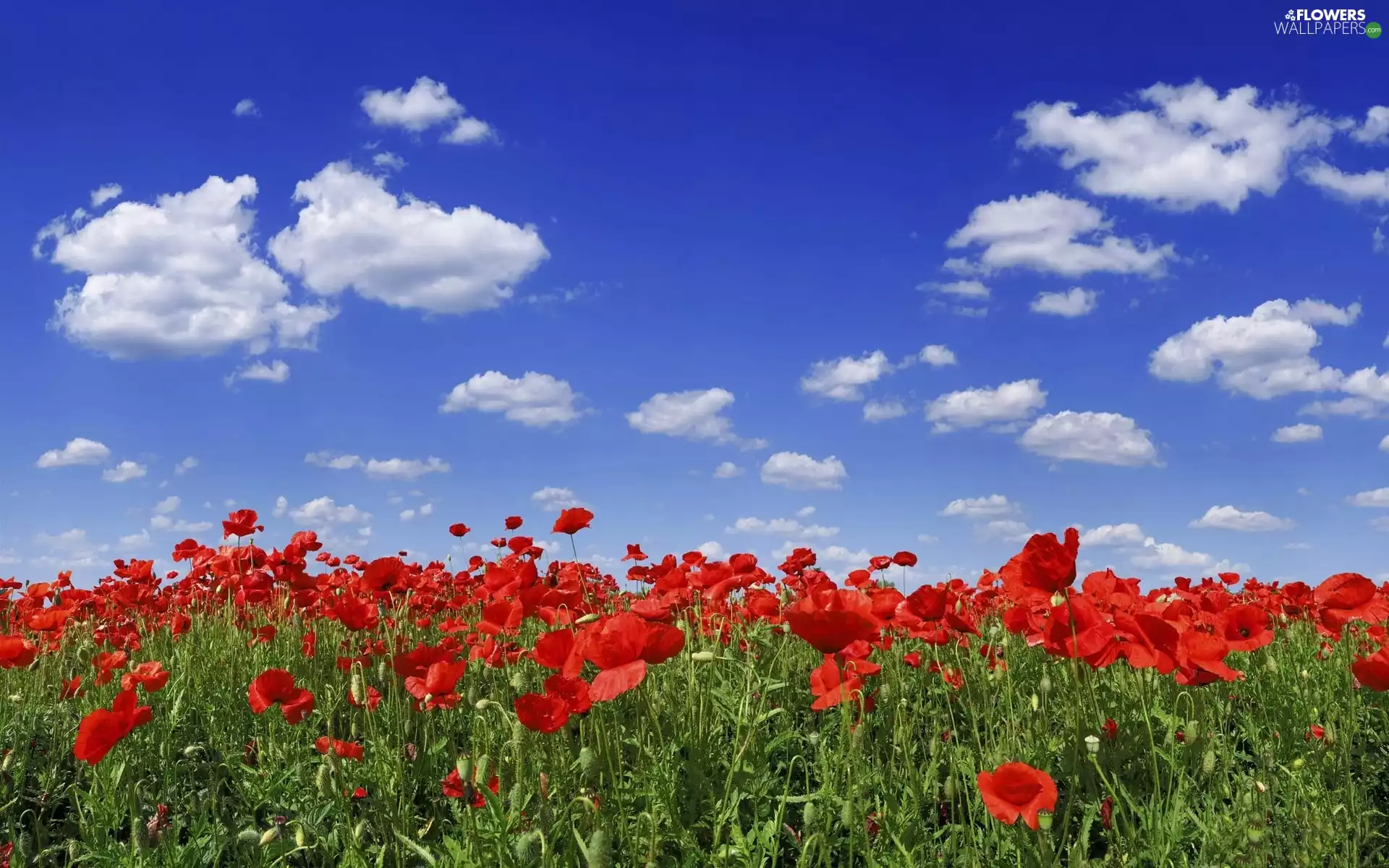 Sky, Red, papavers
