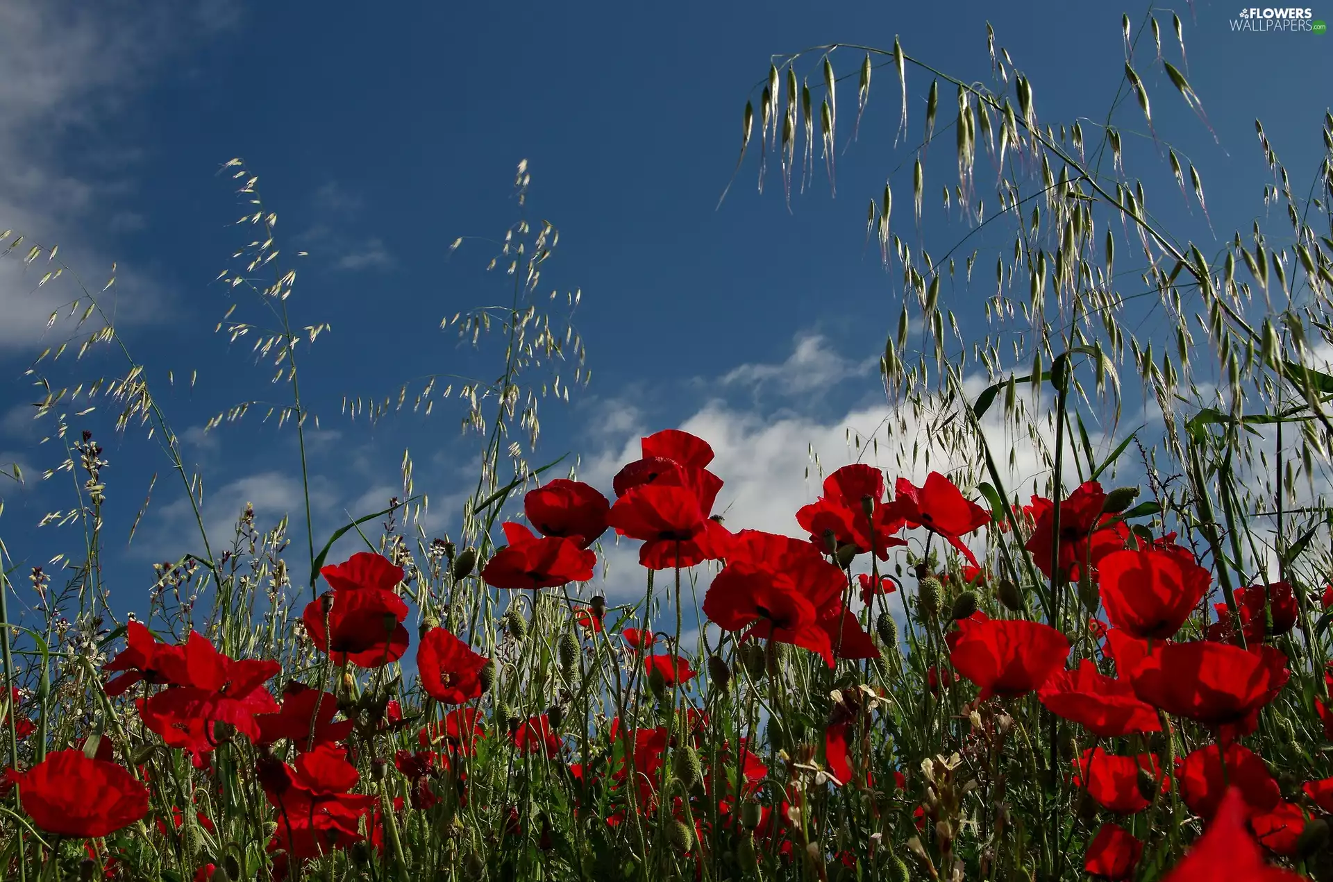 Sky, Red, papavers