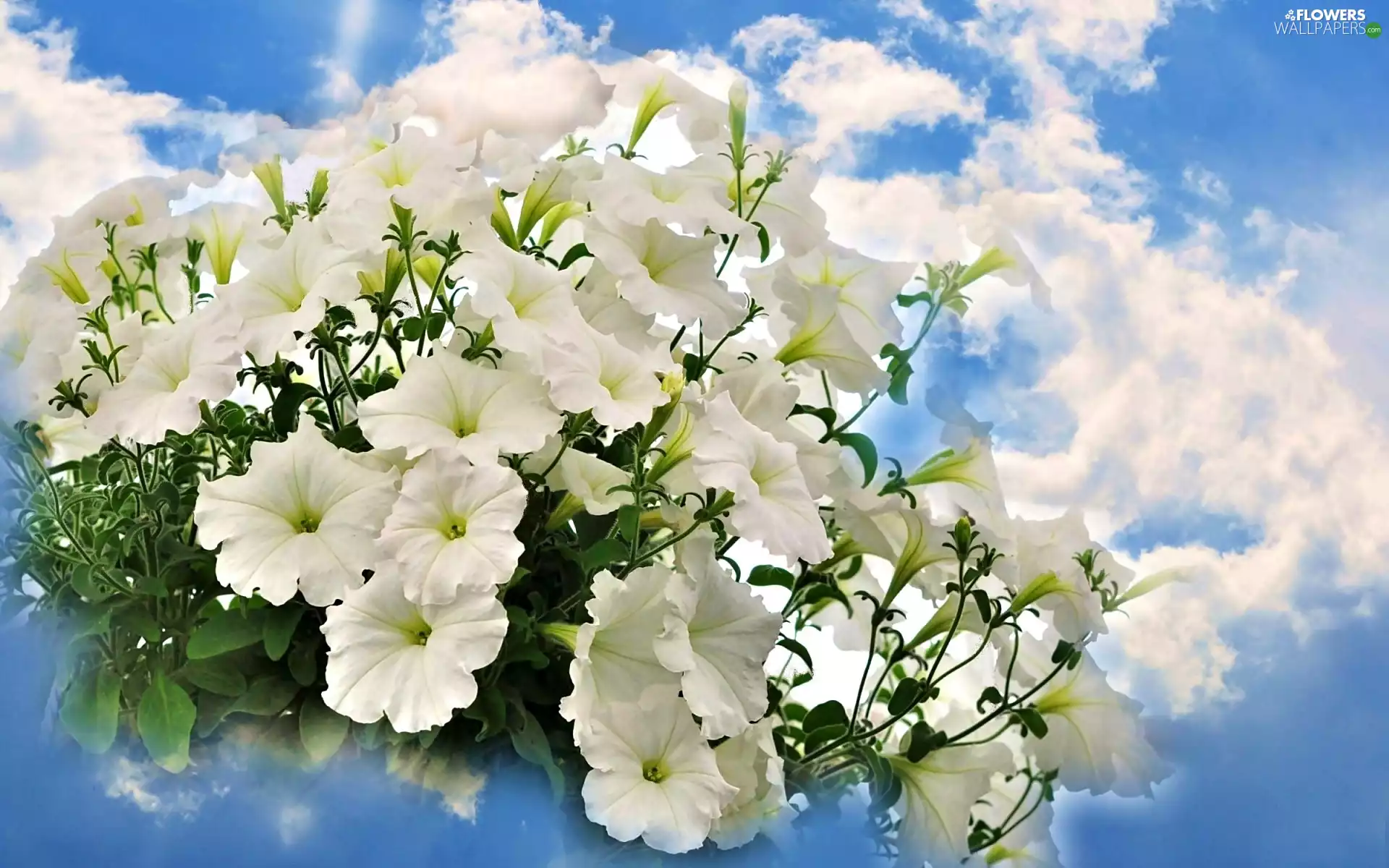 Sky, White, petunias