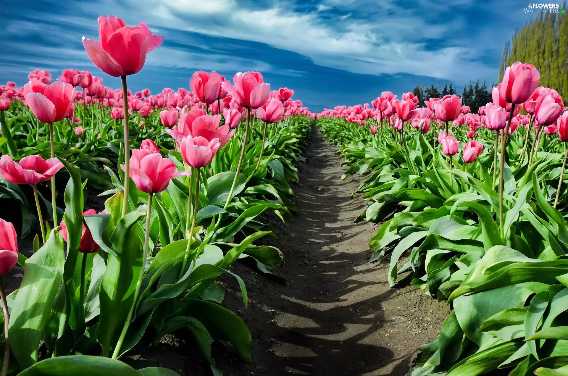 Pink, Path, Sky, Tulips