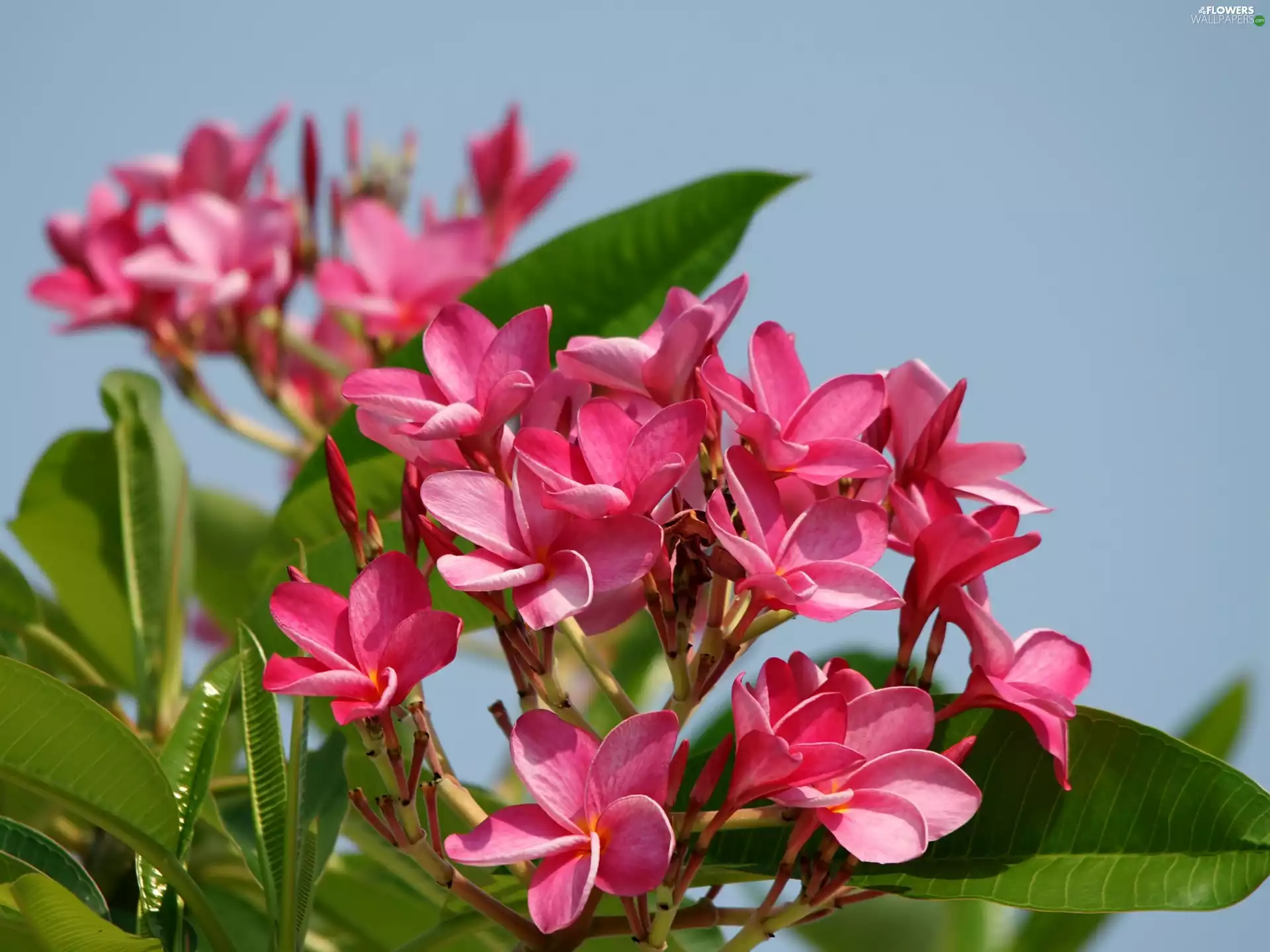 Sky, Pink, Plumeria