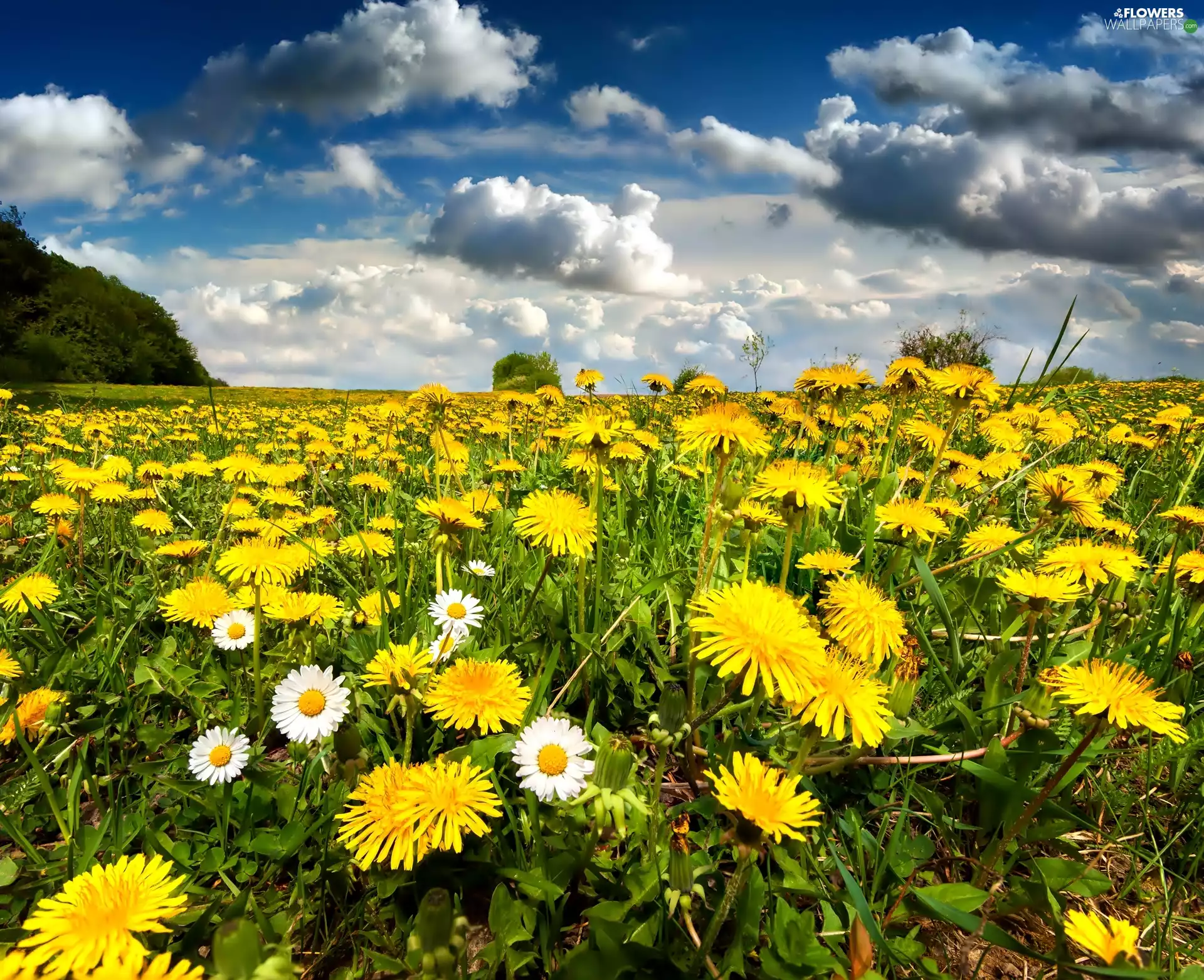 puffball, clouds, Meadow, Sky