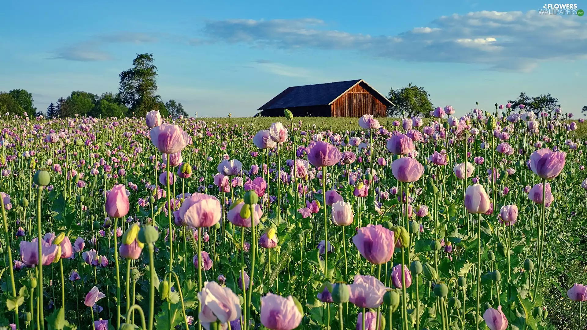Pink, Flowers, Meadow, Field, trees, clouds, Sky, purple, papavers, viewes, cote