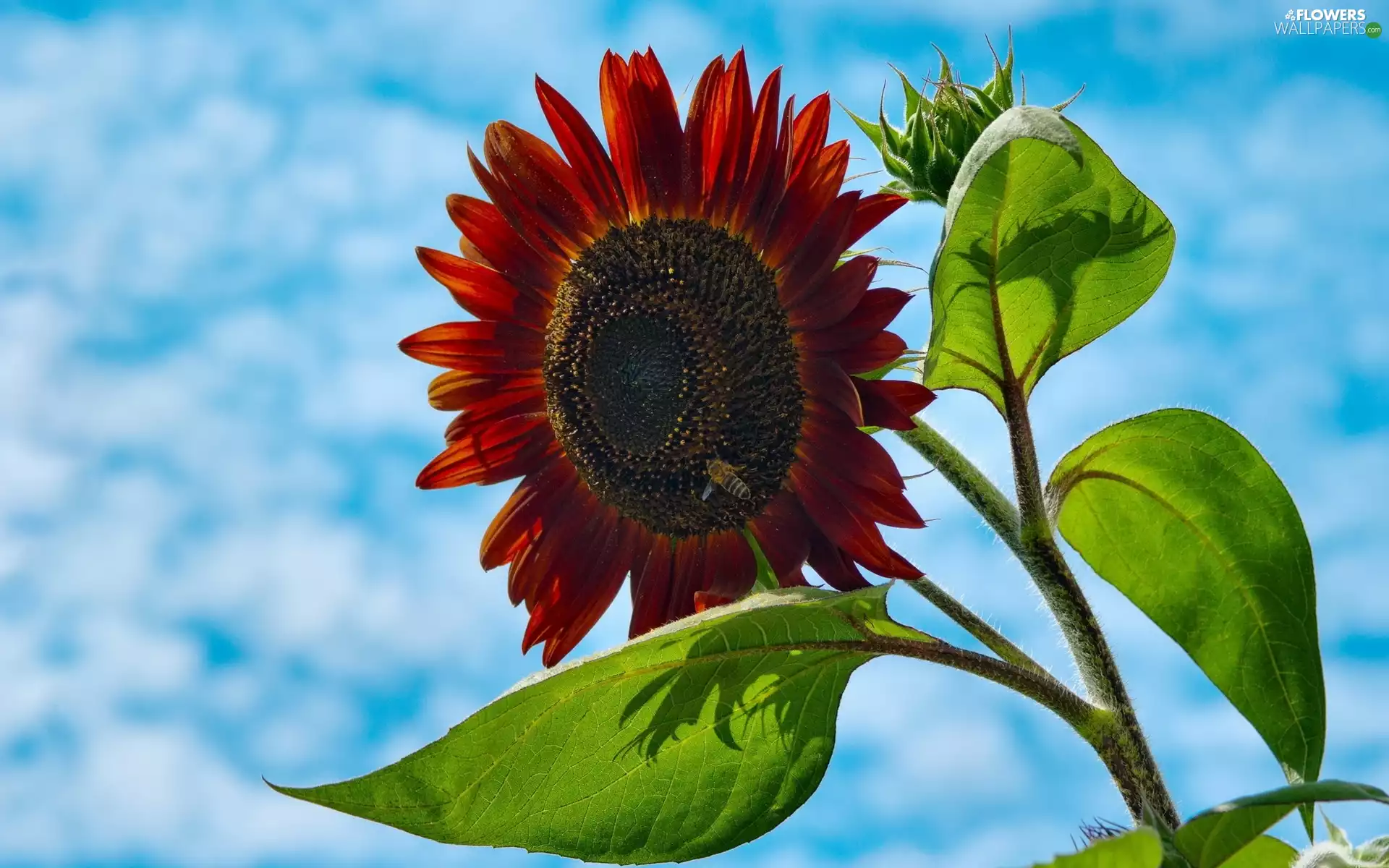 Red, blue, Sky, Sunflower