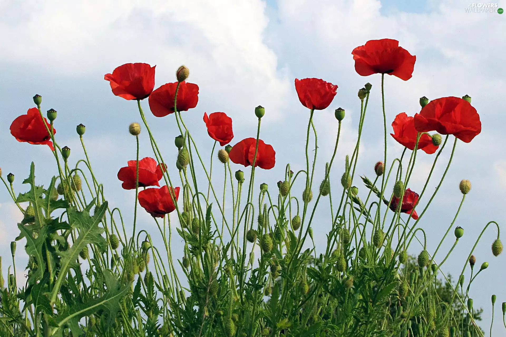 Flowers, Sky, red weed, papavers
