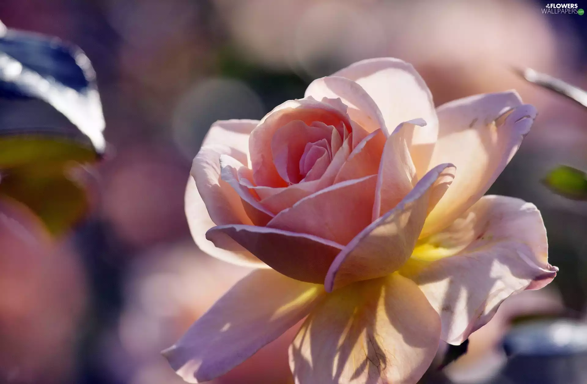 light breaking through sky, Pink, rose