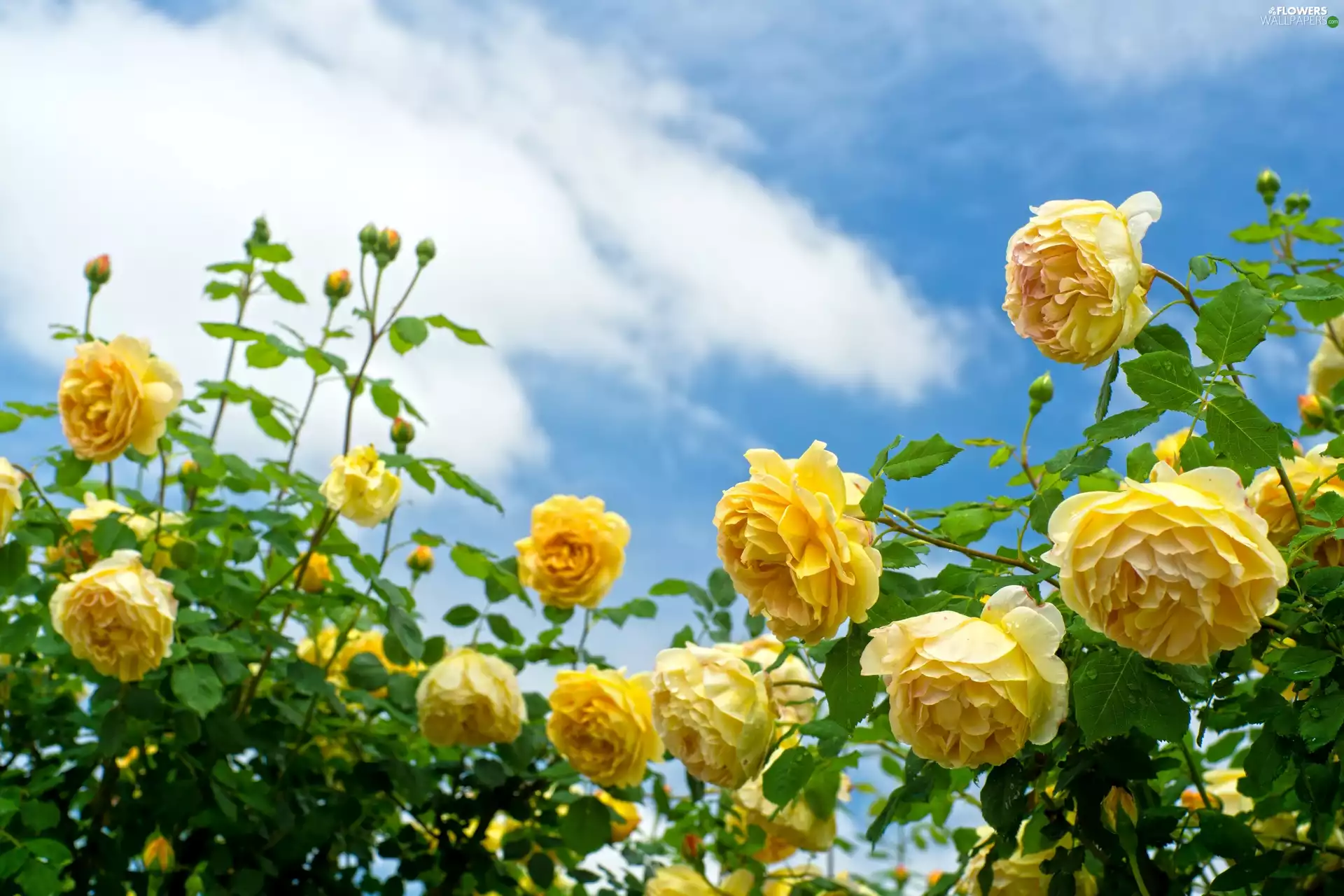 Leaf, Sky, roses, Buds, Yellow
