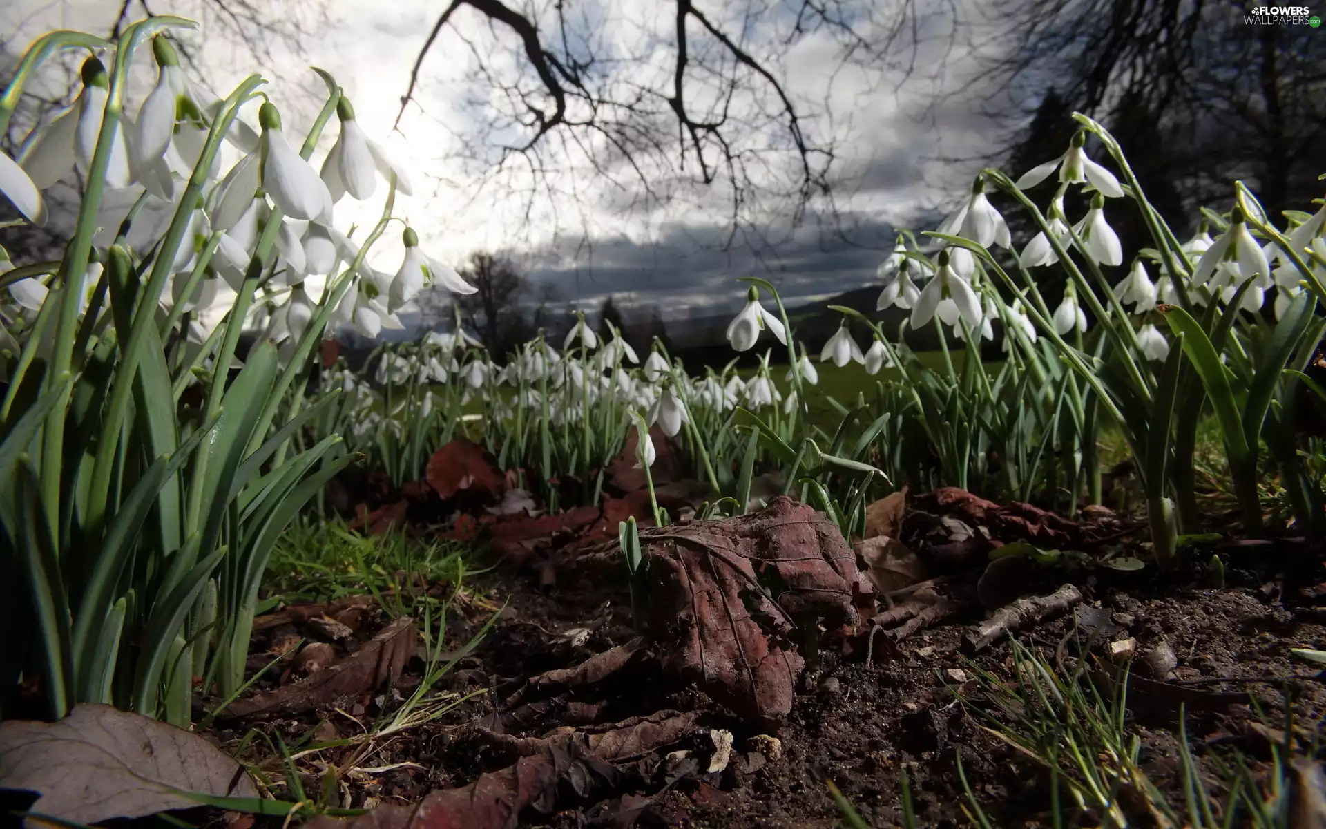 snowdrops, branch pics, Sky, Leaf