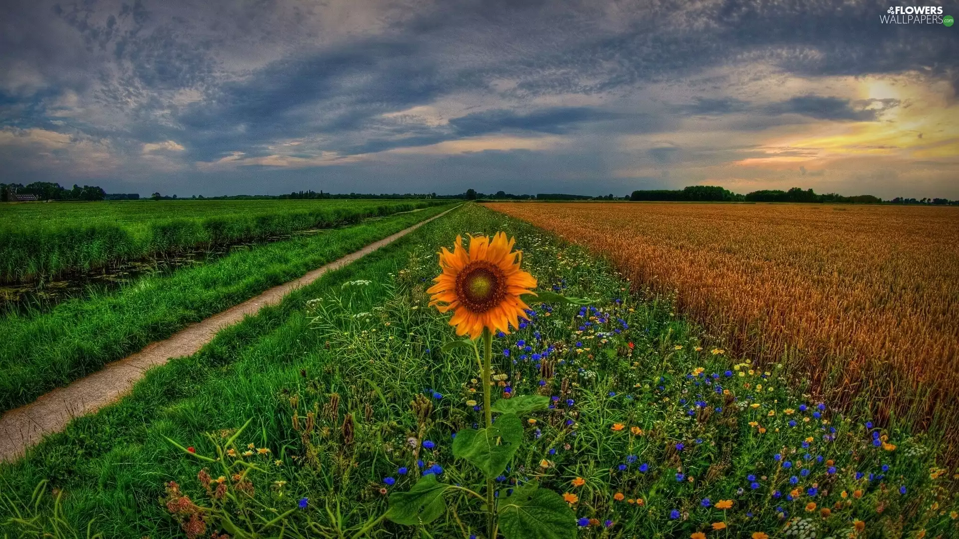 Flowers, Sunflower, sun, Path, west, grass, Field, Sky