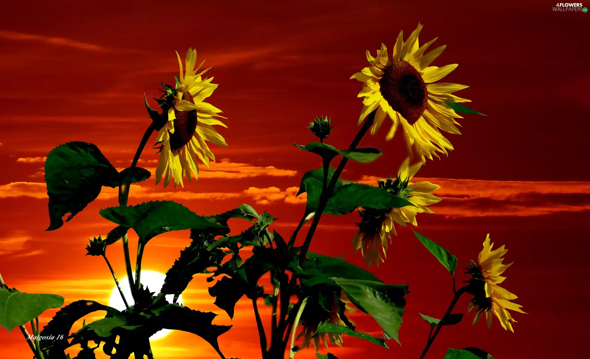 Nice sunflowers, Red, Sky, Great Sunsets