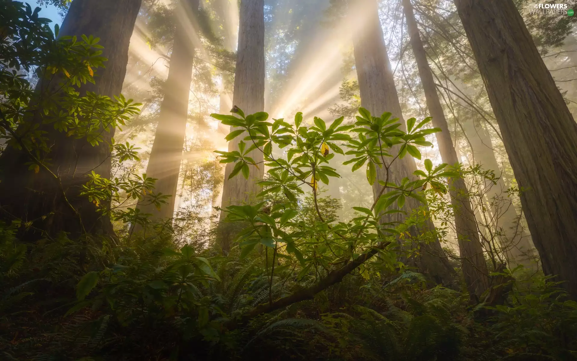 Redwood National Park, trees, light breaking through sky, viewes, fern, California, The United States, redwoods