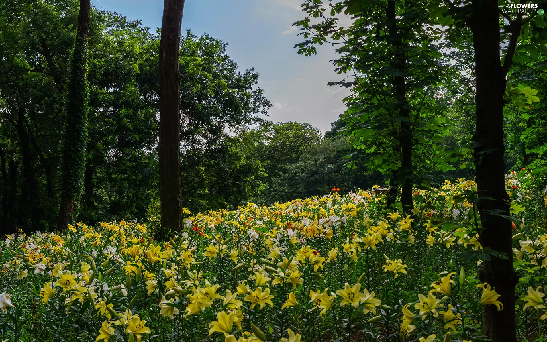 viewes, Park, lilies, Sky, Flowers, trees