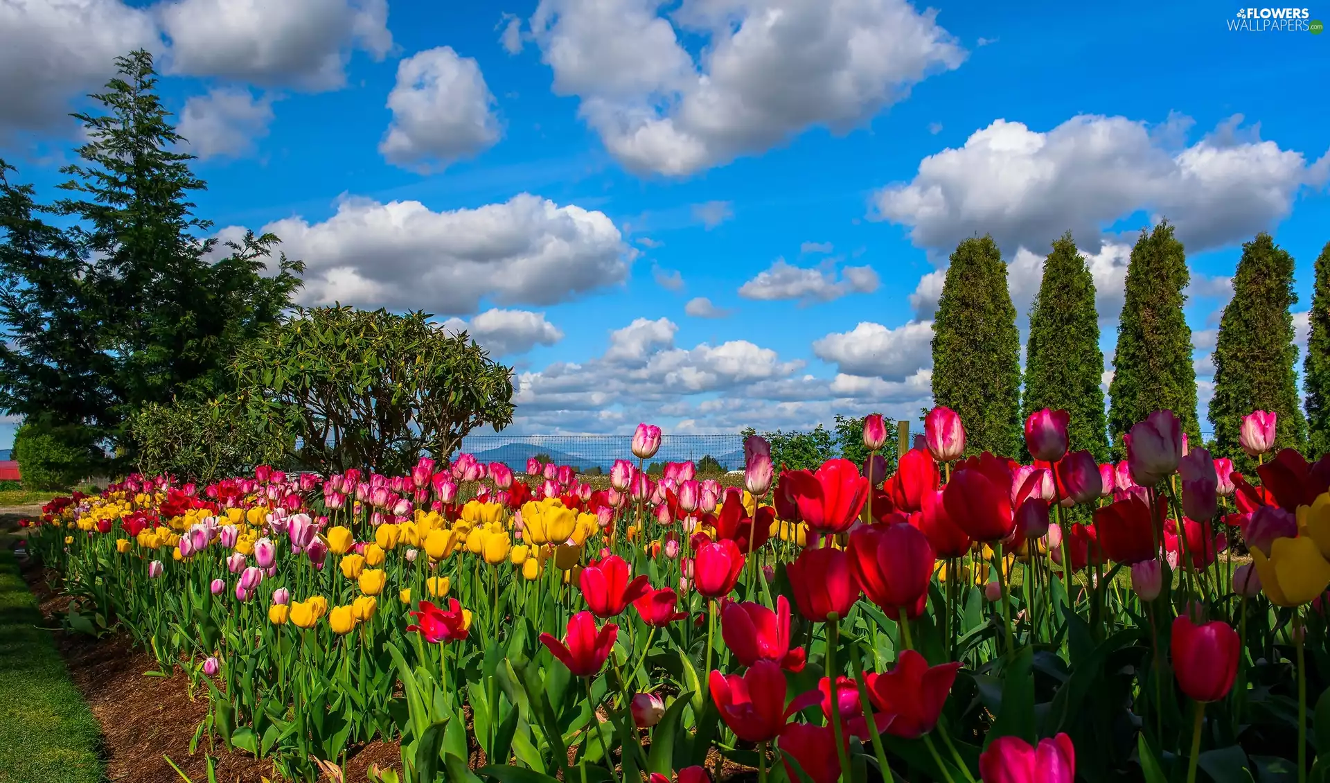 trees, colourfull tulips, Sky, clouds, viewes, garden