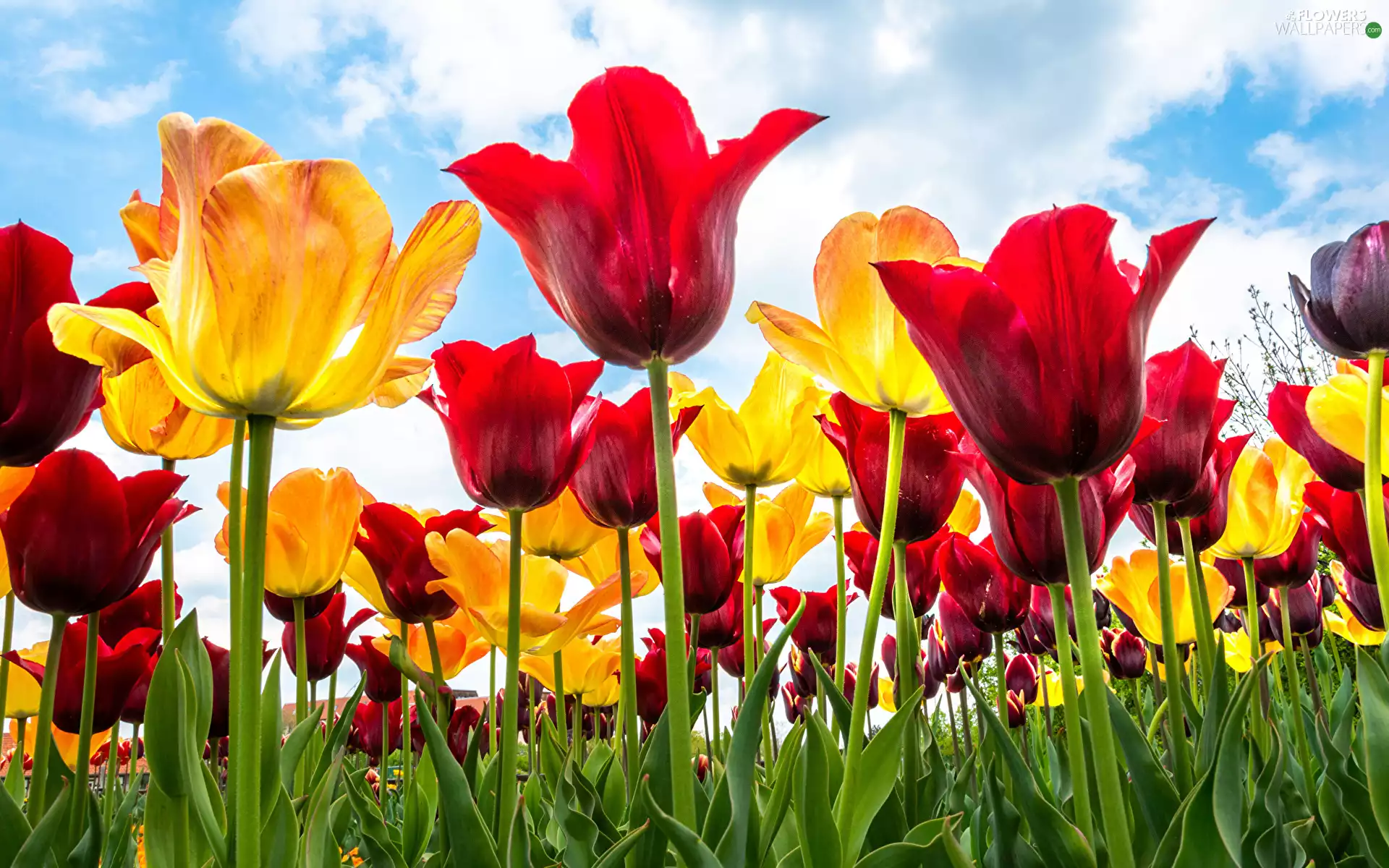 Yellow, Sky, Tulips, Red, Flowers