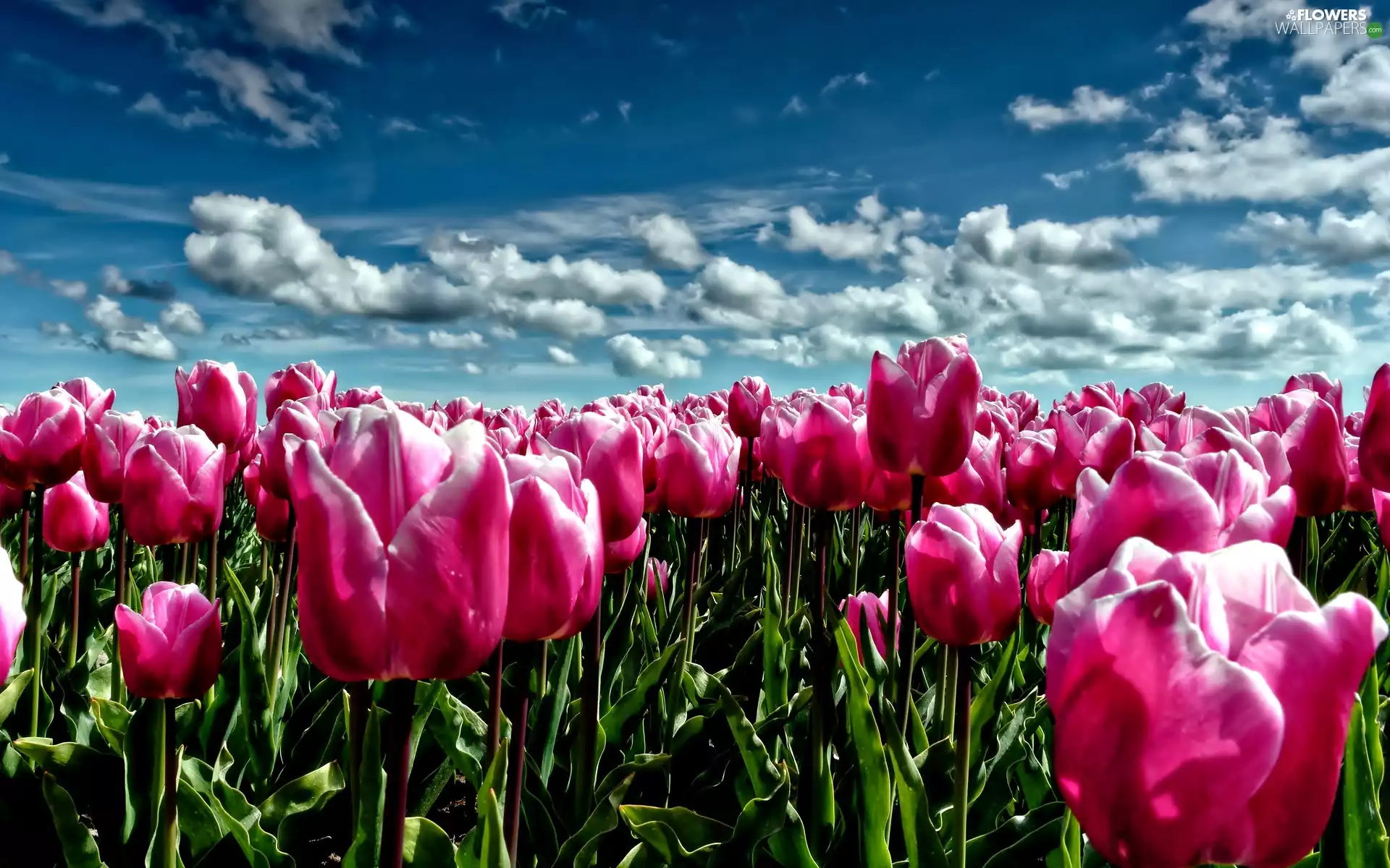 Sky, Pink, Tulips