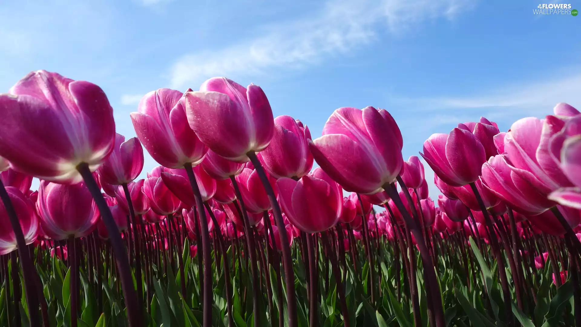 Sky, Pink, Tulips