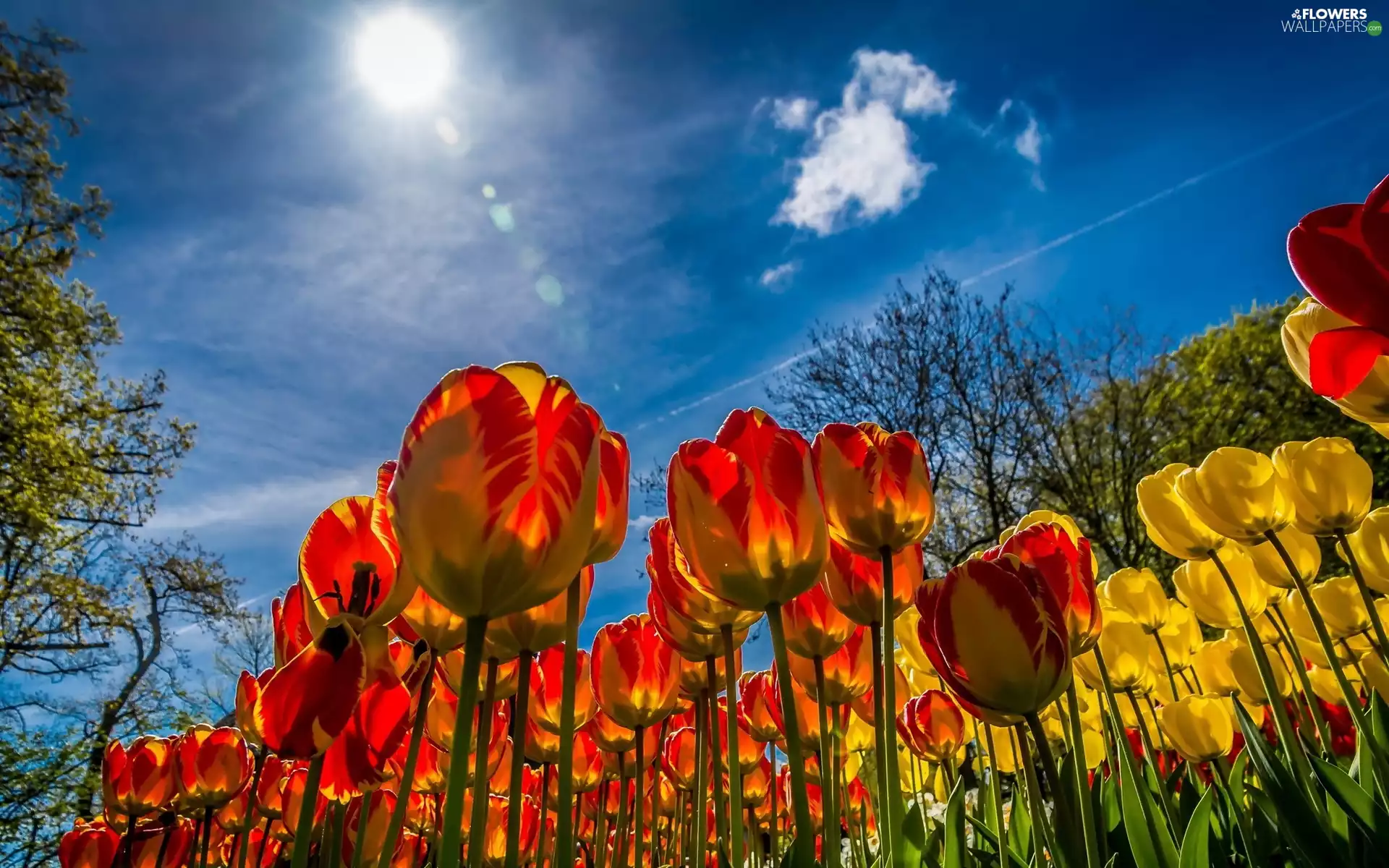 Tulips, sun, Spring, Sky