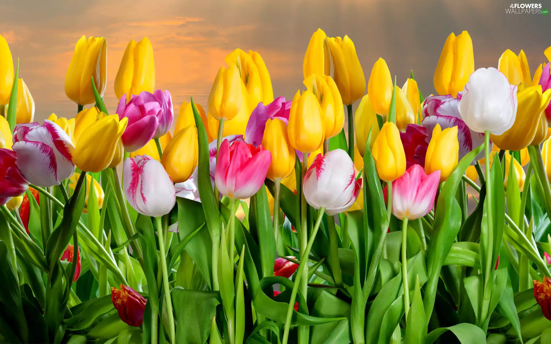 Tulips, rays, sun, Sky